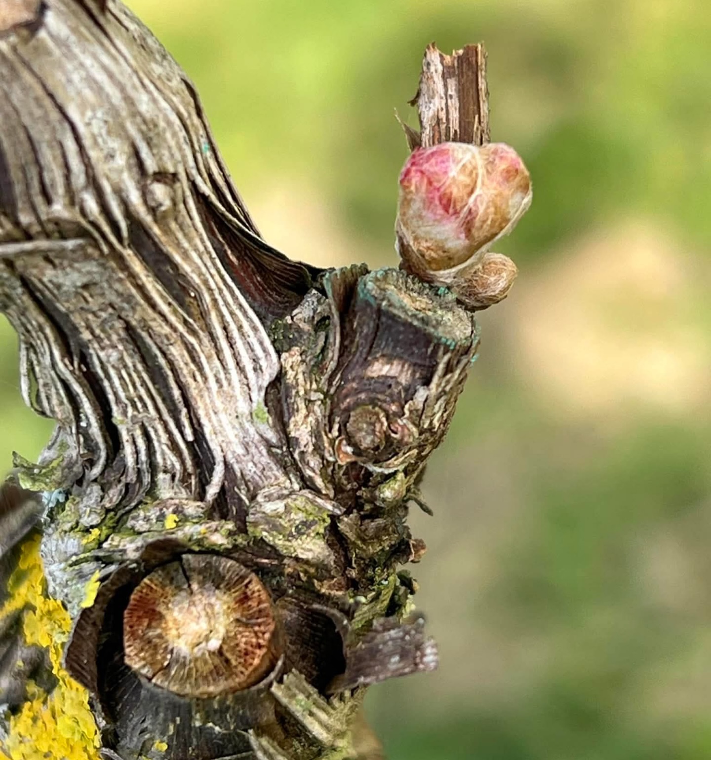 Madeleine Angevine budding. Our earliest ever budburst was last year on 1 April. Looks like this year could beat the record!
.
So now we’re on frost watch. Could be a long, hot-tin-roof, scary spring for us vine growers!