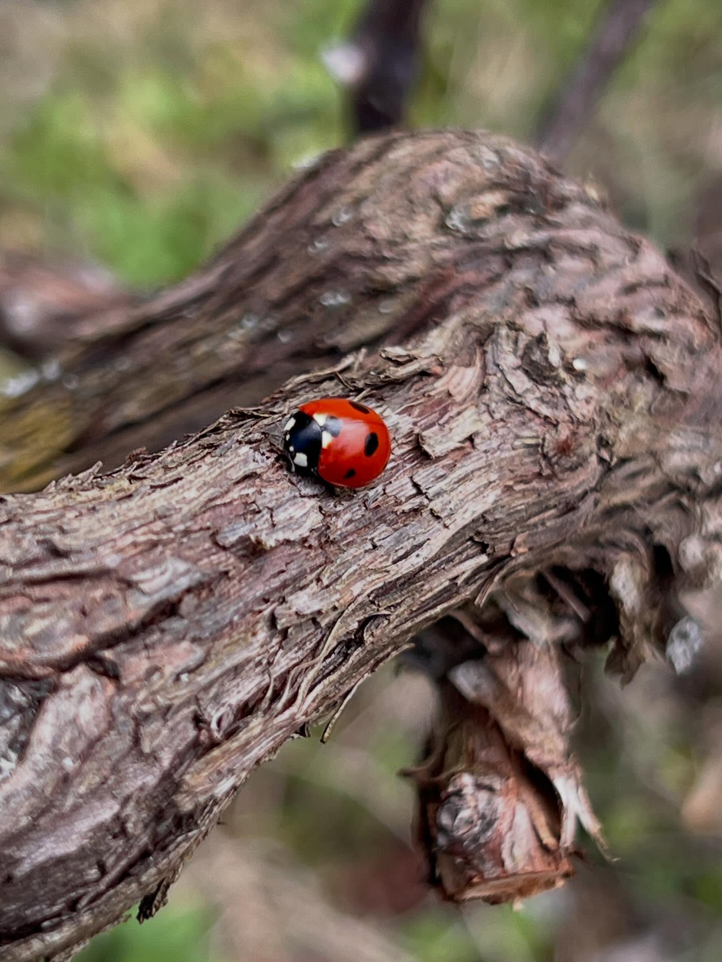 Weingartenbesucher 1/3
#langenlois #austrianwine #kamptal