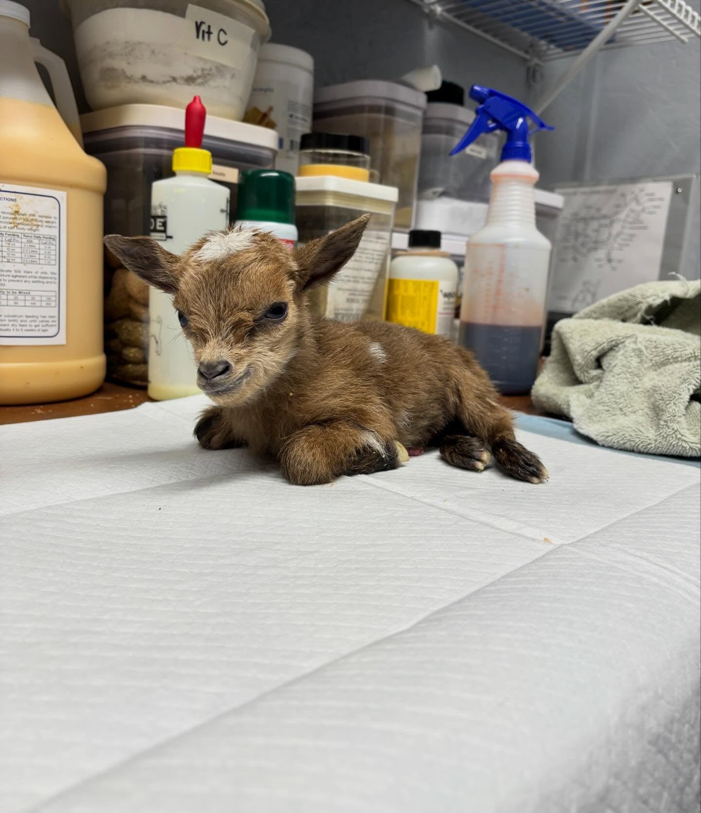 🎉 Sprinkle kidded at 6am on Tuesday with quads 🎉
She gave us 2 does, 1 buck, and a DOA kid unfortunately. The 3 that survived are fighters! One of her does was born at 1lb 10oz, so she is a house kid for now!
These kids are Sired by Hanson Hideaway MM Jack Frost *B VEE 87! Go check their genetics out on our website at www.rockin-j-farm.com
Barn names for them are Cinnamon Twist🩷, Boston Cream 💙, and Maple Bar 🩷 (Donuts)
Message if interested in any wethers!
#farmlife #nigeriandwarfgoats #4H #adga #homestead