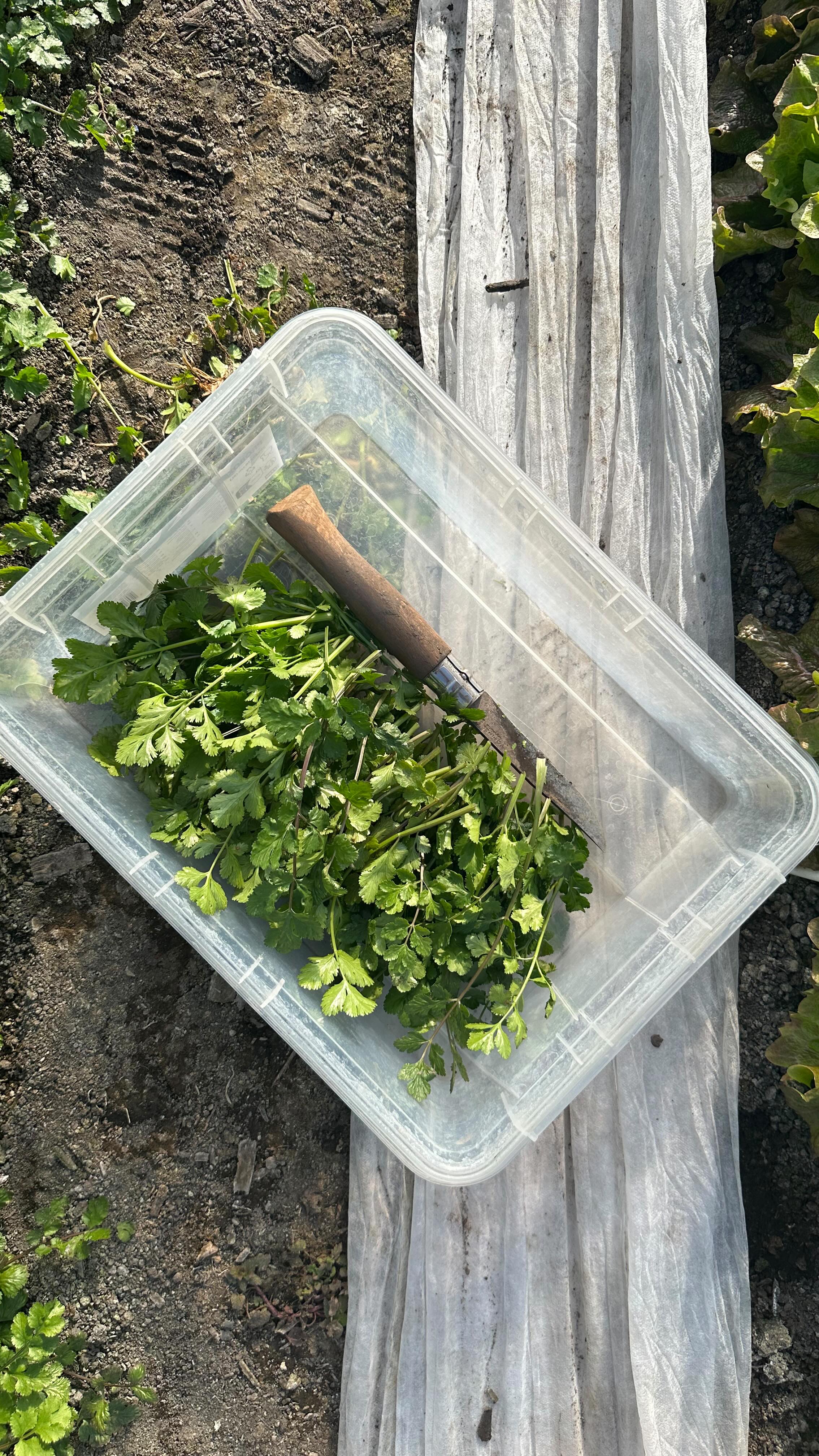 KORIANDER je jednoducho fenomén, ktorý rozdeľuje svet na dva tábory – ľudia ho buď milujú, alebo im chutí ako mydlo. My na Dream Farm ho zbožňujeme!
Dnes vám prinášame tento krásny kúsok zelenej sviežosti priamo z našich záhonov. Ak patríte k jeho fanúšikom, určite viete, že dokáže bežné jedlo posunúť na úplne iný level.
Ako ho najlepšie využiť v kuchyni? Je to absolútna hviezda ázijskej a mexickej kuchyne.
Výborne sa hodí:
🥑 Do čerstvých sals a domáceho guacamole.
🍜 Na posypanie ázijských polievok (napríklad Pho) alebo poctivého zeleninového karí.
🥗 Do marinád na pečenú zeleninu či tofu, alebo len tak nasekaný do sviežich jarných šalátov.
Náš tip: Pridávajte ho do varených jedál vždy až na úplný koniec, aby nestratil svoju výraznú chuť a vôňu!
Prečo by ste ho mali jesť?
Nielenže jedlo oživí, ale je to aj malý zázrak pre zdravie:
Podporuje trávenie: Tradične sa využíva na upokojenie žalúdka a pomáha predchádzať nafukovaniu.
Prírodný detox: Pripisujú sa mu silné detoxikačné účinky, pomáha telu zbavovať sa ťažkých kovov a toxínov.
Vitamínová bomba: Je plný antioxidantov a dôležitých vitamínov (najmä K, A a C), ktoré posilňujú imunitu a zdravie kostí.
A teraz otázka na vás: V ktorom tábore ste vy? Ste koriandrový maniak 🤤, alebo by ste ho najradšej zakázali ? Hlasujte v komentároch! 👇
#dreamfarm #coriander #sezona2026