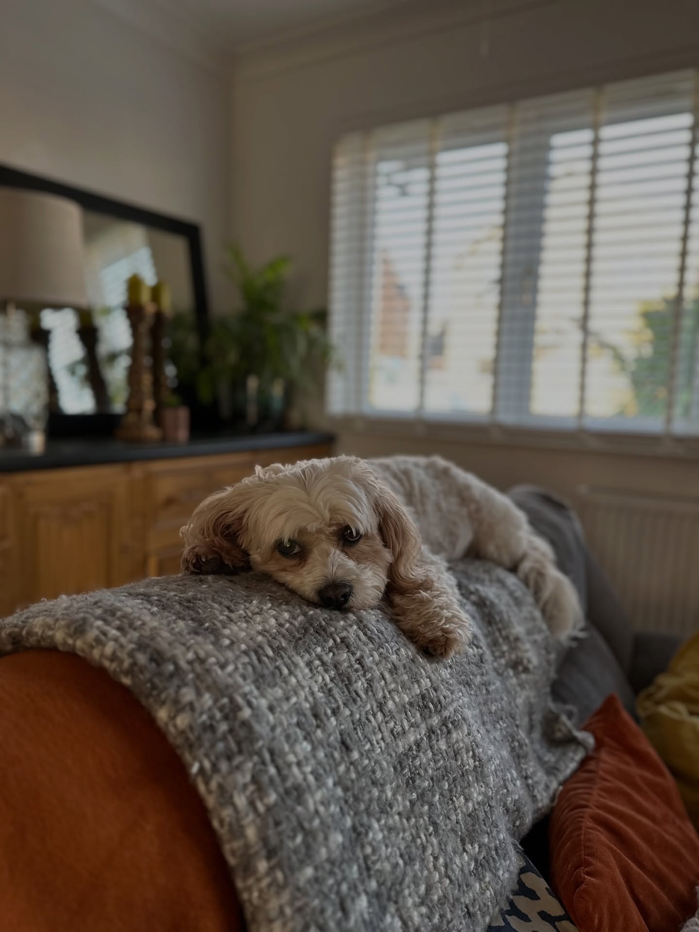 Millie’s mastered the art of doing nothing, join her self-care classes coming soon 🐾😴😂 #SundayMood