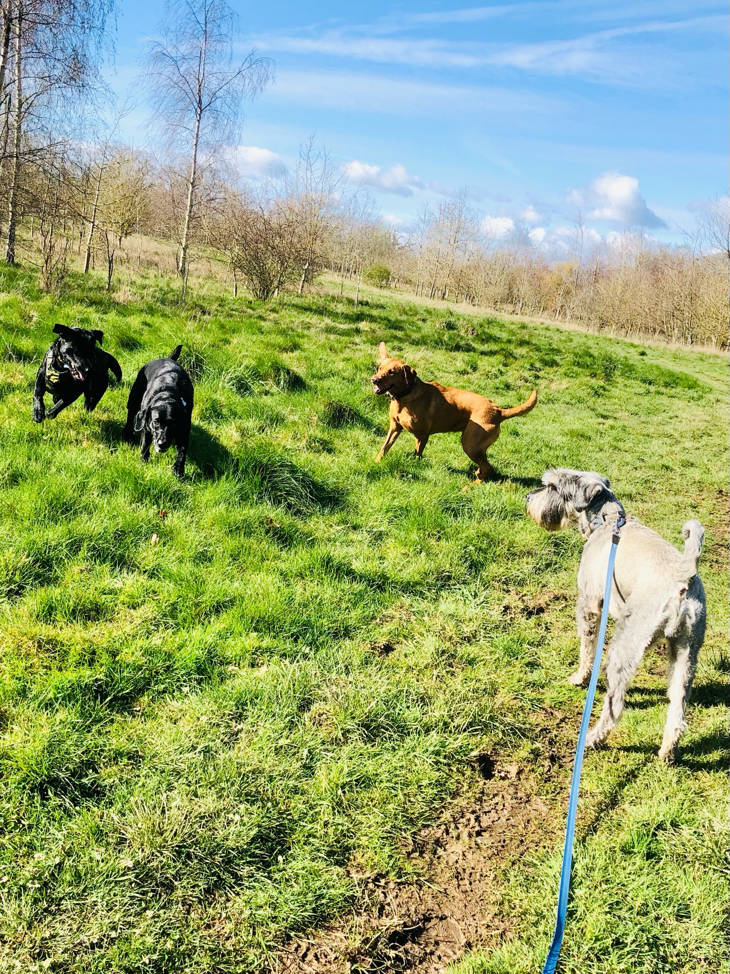 😁😁😁😁
If your dog would like to have a walk with us then contact us at www.ardendogwalking.co.uk and check out our half-day experience.
#ullenhall #tanworthinarden #hockleyheath #henleyinarden #dog