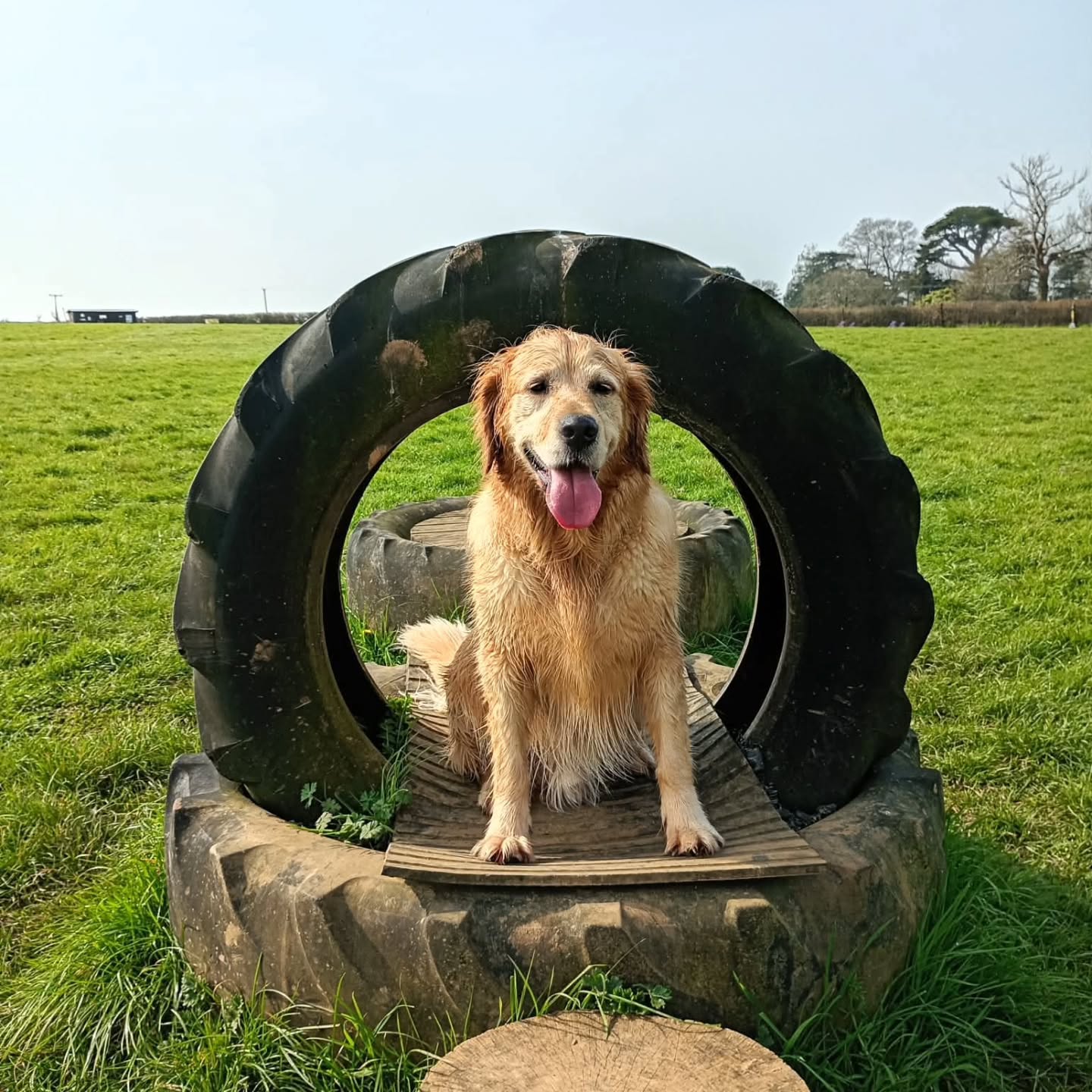 Thank you to Wags N' Wet Noses Dog Rescue for sharing these gorgeous pictures of Benson enjoying his walk.
✅ Tyres
✅ Parkour equipment
✅ A place to wash down and cool off
What more could a good boy ask for?
📲 Visit the link in our bio to find our full list of facilities.
#SecureDogField
#DogAgility
#RescueDogsOfInstagram
#HappyDogHappyLife