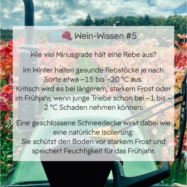 Da es in den letzten Tagen vor allem nachts wieder ganz schön eisig 🥶 wurde und uns dazu einige Fragen erreicht haben, werfen wir heute mal wieder einen Blick in unsere „Wein-Wissen“-Schublade 🍇
Aktuell befinden sich die Reben noch im Halbschlaf. Die Temperaturen sind insgesamt noch zu niedrig und auch die Sonne zeigt sich bisher zu selten ☀️ – der Austrieb lässt also noch etwas auf sich warten. Ein leichtes Quellen der Knospen ist zwar schon zu erkennen, doch insgesamt heißt es weiterhin: Geduld haben.
Der Vorteil dabei: Die Reben haben bislang noch keine empfindlichen jungen Triebe ausgebildet und sind dadurch aktuell noch gut geschützt. Kritischer wird es erst in den kommenden Wochen – besonders im Mai, wenn die gefürchteten „Maifröste“ auftreten können.
Bis dahin beobachten wir die Entwicklung ganz genau – und hoffen weiterhin auf einen ruhigen Start ins Weinjahr 🍷
#weinwissen #frankenwein #manlerntnieaus #wissen #bestensinformiert