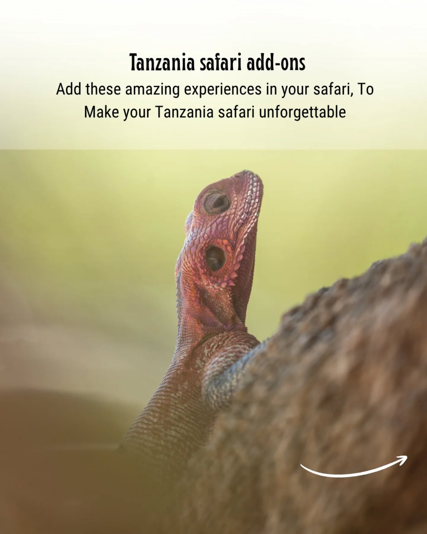 ✨ Best Tanzania Safari Add-Ons – Make Your Safari Even More Special 🐘🌍
A safari in Tanzania is already unforgettable, but adding extra experiences can make your trip truly once-in-a-lifetime. From balloon safaris to bush dinners and Zanzibar beach holidays, these add-ons turn a normal safari into something extraordinary.
Top safari add-ons you can include:
🎈 Hot air balloon in Serengeti National Park
☕ Coffee tour in Arusha
🔥 Bush dinner & bush breakfast in the wild
🚶 Village walk in Karatu
🛶 Canoeing near Lake Manyara
🌅 Sundowner in the savannah
👣 Walking safari with ranger
🪶 Maasai cultural visit near Ngorongoro Crater
🏝 Beach holiday in Zanzibar
These experiences can be added to any safari itinerary to make your journey more adventurous, romantic, or relaxing.
Read full guide here 👇
🔗 https://www.gnadesafaris.com/post/tanzania-safari-add-ons
Plan your safari with Gnade Safaris
📧 info@gnadesafaris.com
📱 WhatsApp +255793832959
#TanzaniaSafari #Serengeti #Ngorongoro #Zanzibar #SafariExperience AfricanSafari TravelAfrica LuxurySafari GnadeSafaris 🐘🌍✨