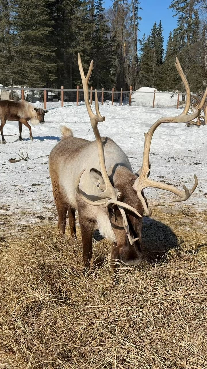 What makes you do a double take? Because for me, apparently it’s sticks #Alaska #reindeer #stick #doubletake