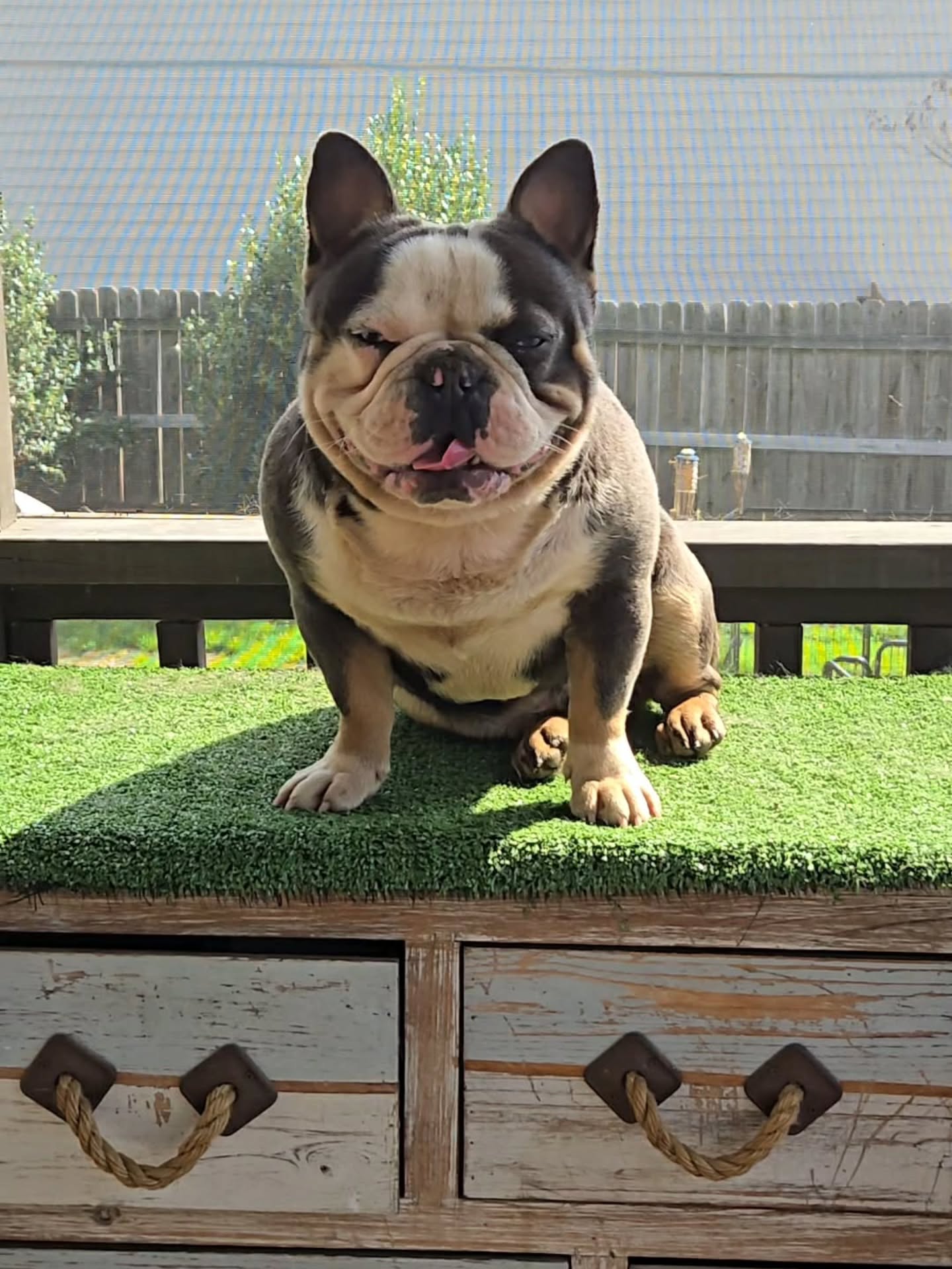 ITTY BITTY FRANK SINATRA
LILAC AND TAN HUSKY
CARRYING PINK AND FLUFFY
LOOK AT THAT HEAD !