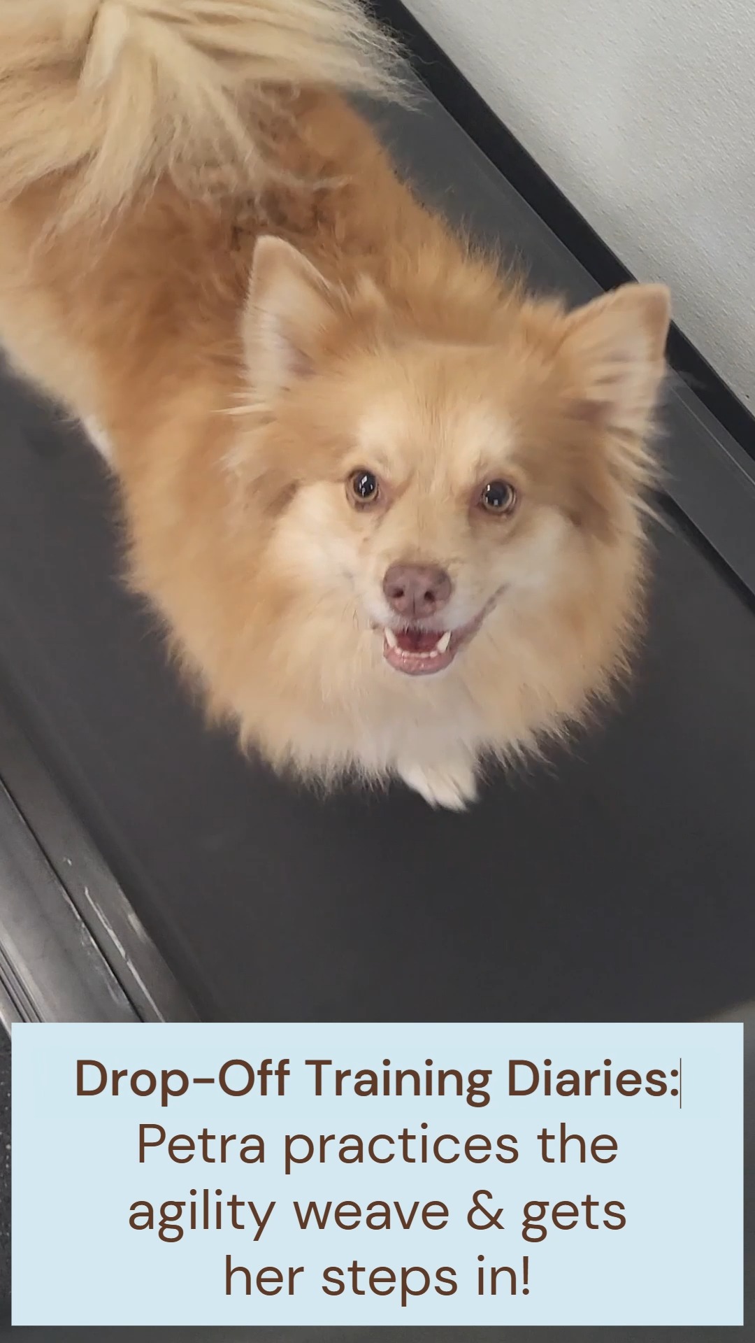 Every dog has their own skill level, behavioral challenges, and motivations, so we tailor our Drop-Off Training approach to your pup's goals and needs.
Schedule a consultation on our online portal to get started!
๐พโจ๐พโจ๐พโจ๐พโจ๐พโจ๐พ
#DogsOfFacebook #DogsOfAsheville #DogLoversOfInstagram #DogsOfInsta #AshevilleLife