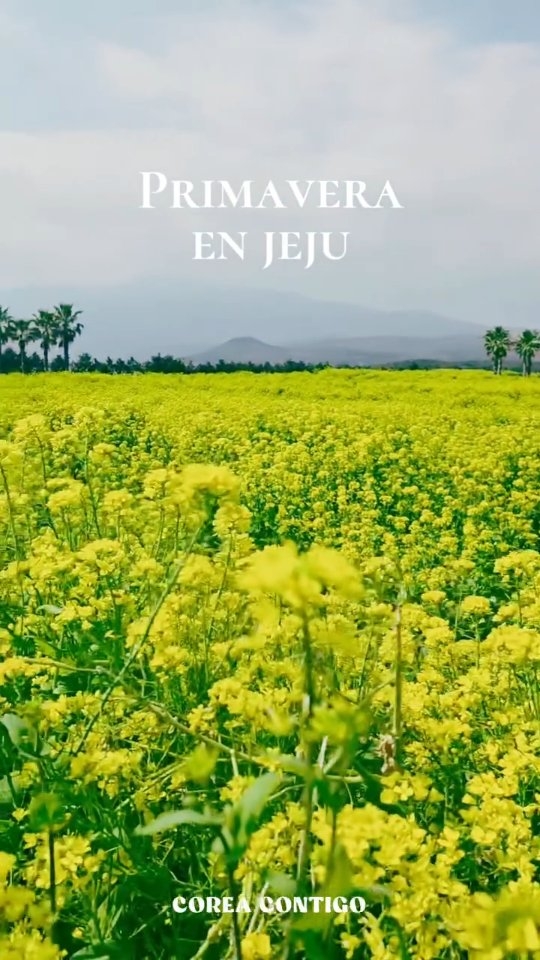 La primavera en Jeju está llena de campos de flores de colza.
#coreadelsur #islajeju #coreacontigo #guiaenespañol #toursencorea
