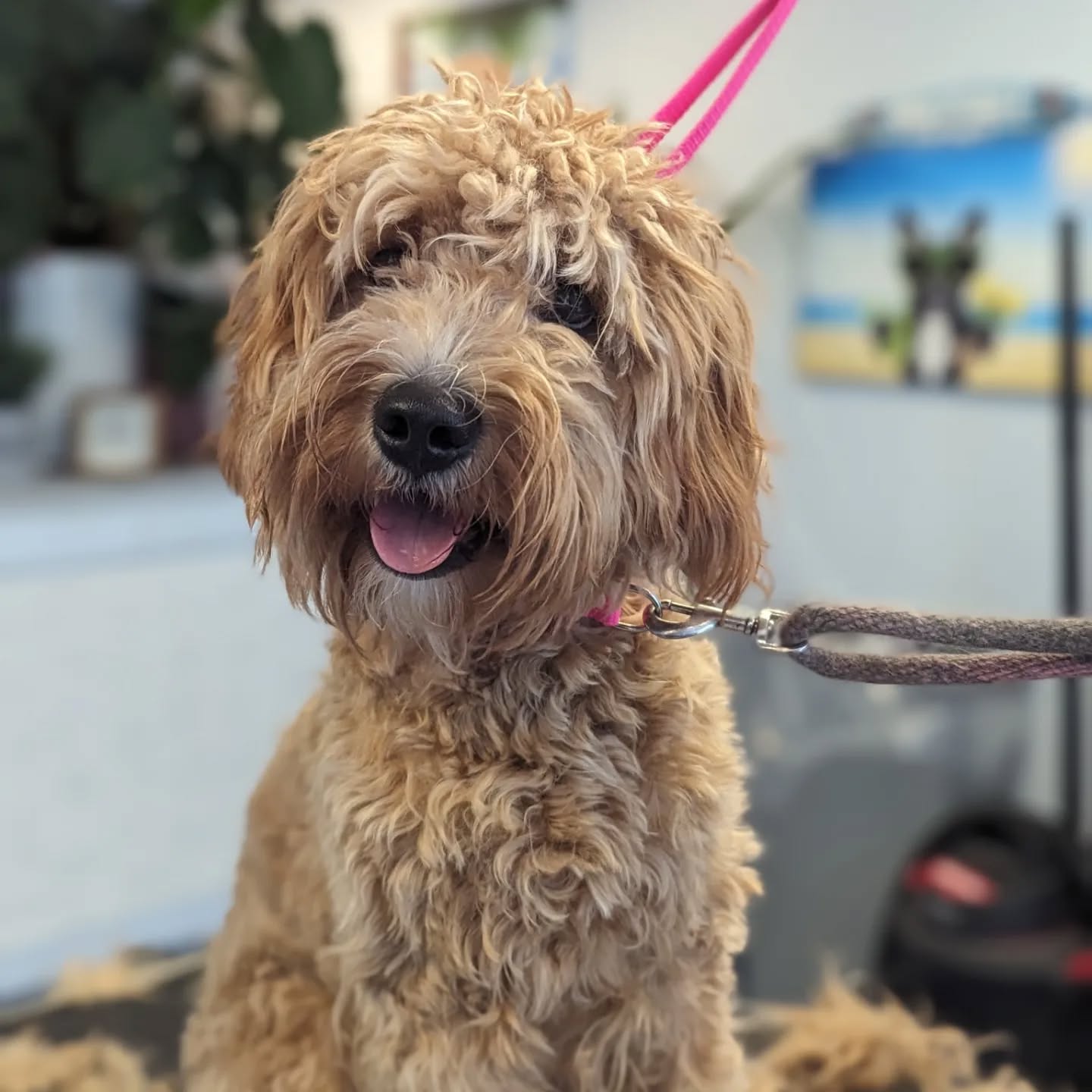 It's starting to look like summer here at Salty Dog ๐
Ft. Bella & Pepper Jack ๐๐
#saltydogs #groomingalldayeveryday #groomingbylexi #groomingbyhannah #saltydogpetspa #menomoneefallssmallbusiness #menomoneefallsdowntown #menomoneefallsgrooming #doggroomingofinstagram #mkegrooms