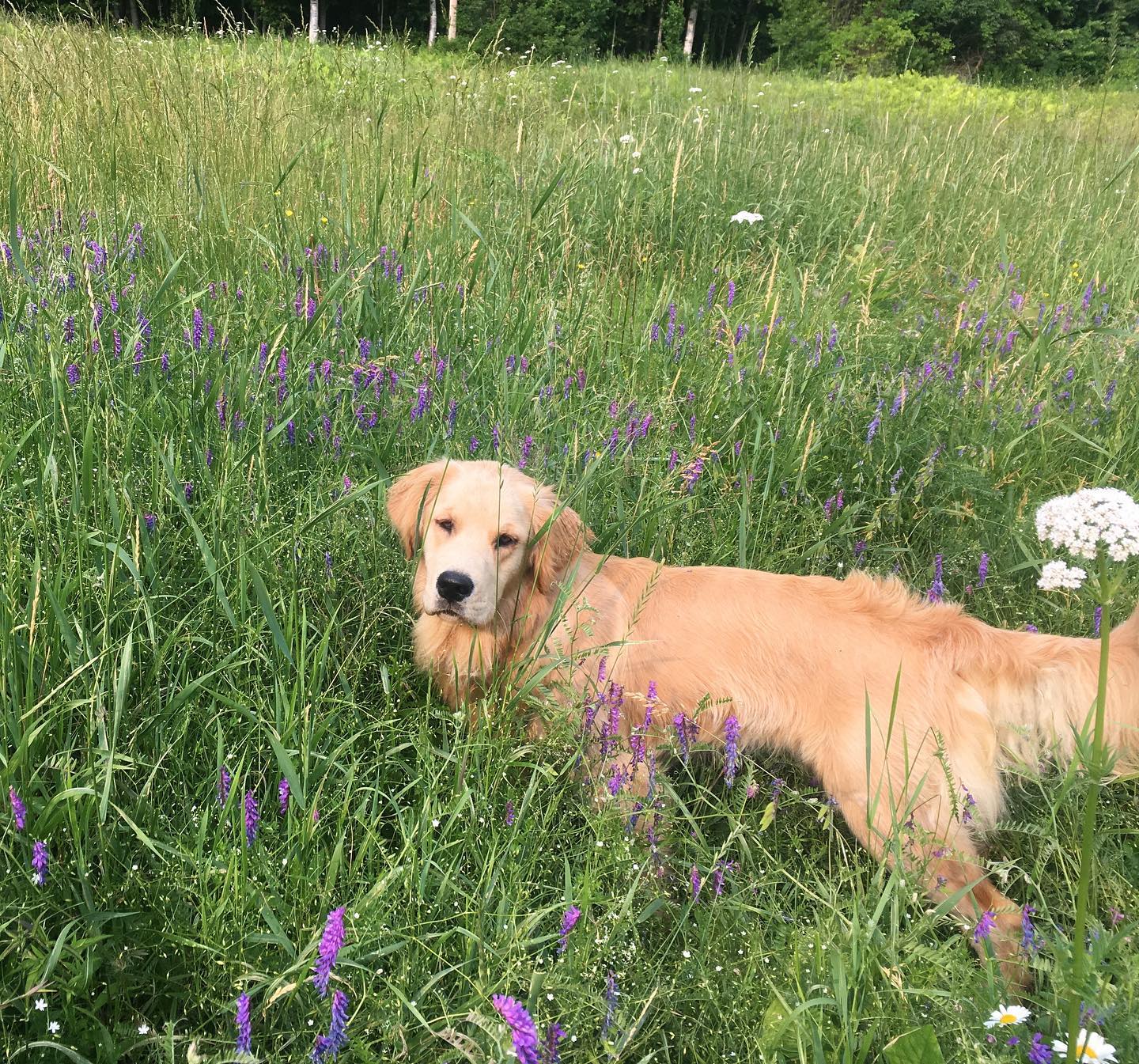 Happy Birthday Sally! Sally turned two yesterday and was lucky enough to have a party. Dogs are welcome at the motel in all rooms. We now charge $25 per pet, per stay. You can add a pet to your reservation when booking online #lincolnvillemotel #maine #petfriendlyhotels #goldenretriever
