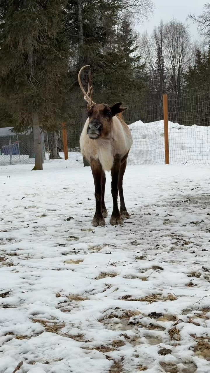 Jolene is pregnant! When do you think she’ll give birth?
Don’t forget to vote on the pinned post!
#alaska #reindeer #jolene #mama