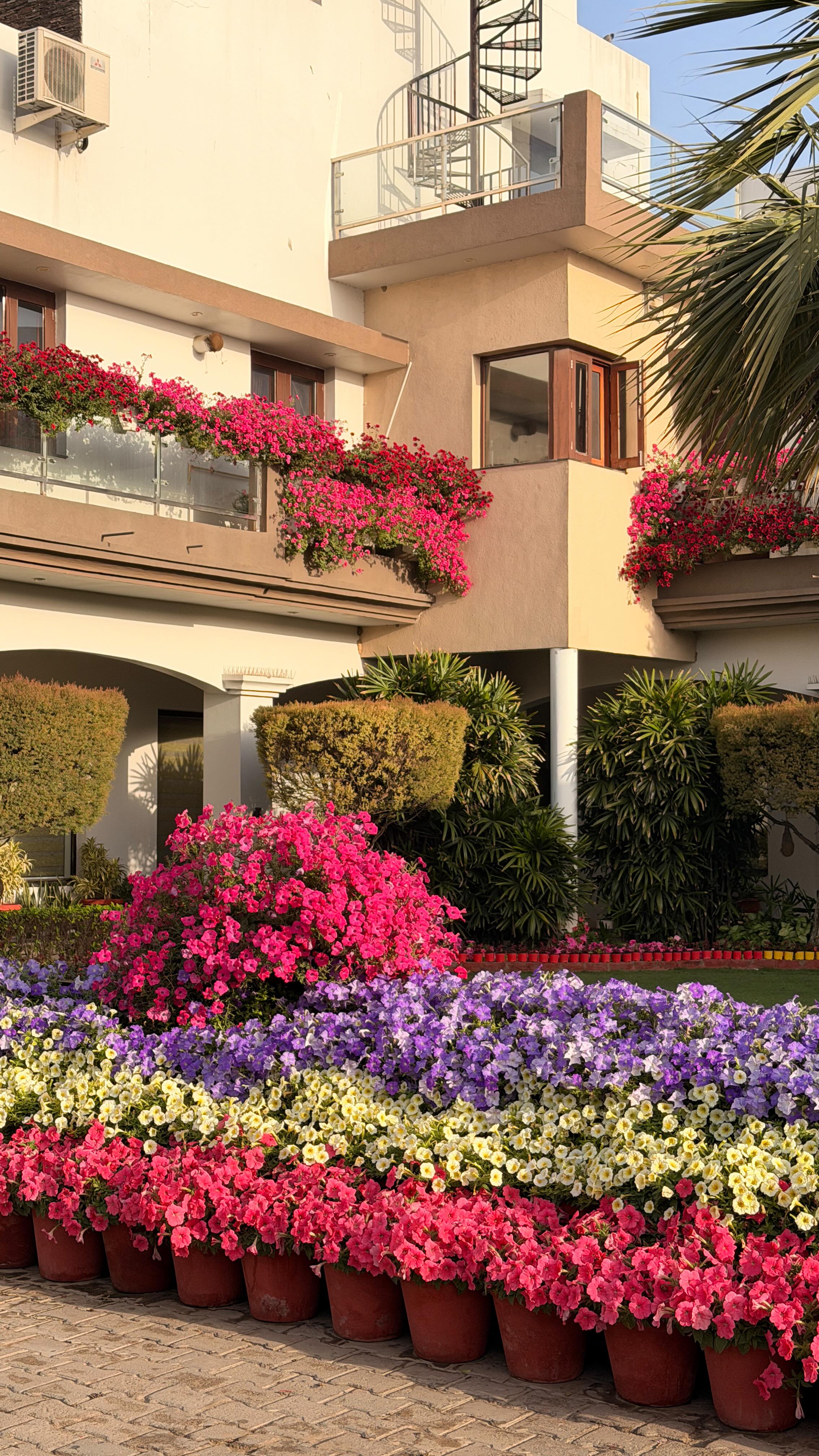 It feels like the spring is ending… 🌸
The colours are still there — blues, yellows, pinks — but not as full as they were a few weeks ago. A little scattered, a little quieter… like the season is slowly taking a step back.
There’s something beautiful about this phase too. It reminds you to pause, take it all in, and appreciate what was.
Seasons change, but the memories they leave behind always stay. 🌼
#SpringEnding #BloomSeason #GardenLife #BiocarveSeeds #NatureMoments