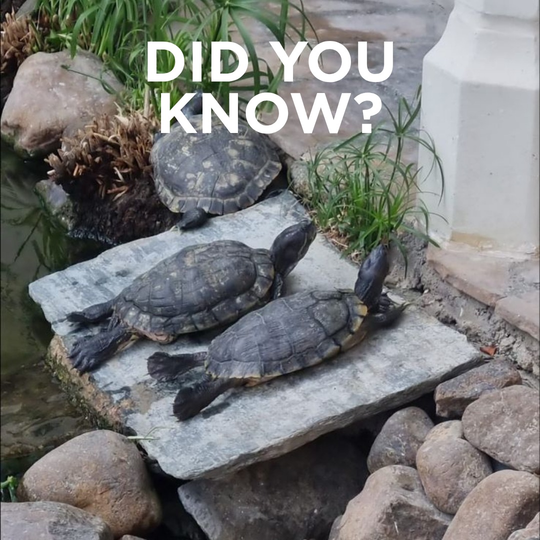 At Le Méridien Abu Dhabi, our turtle story began many years ago with a simple act of kindness.
A guest couple, preparing to leave for good, entrusted us with their two beloved turtles so they could continue to live in a safe and beautiful home. At the time, our ponds were home only to goldfish.
Those two turtles — of the same breed — quietly settled in, and over time, they multiplied. What started as just a pair became a small family, growing naturally and becoming a charming part of our landscape.
Today, they remain a living reminder that sometimes, the smallest gestures create the most lasting stories. 🐢✨
#inabudhabi #Lemeridienabudhabi #turtles #history #Lemeridienabudhabi #Abudhabi
