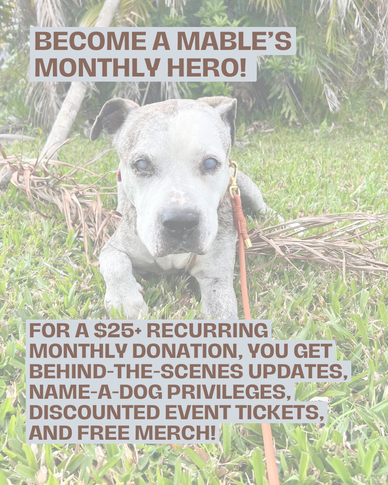 Because of our incredible coordinators and fosters, weāve been able to increase how many dogs we can save and have in our care at any given time, and that is something we are so proud of. š¾
But with more dogs comes more responsibility⦠especially when it comes to the basics like dog food and monthly preventatives.
Right now, one of our biggest fundraising priorities is getting our recurring expenses under control. Knowing exactly what funds we can count on each month allows us to plan responsibly, keep our dogs healthy, and focus our fundraising efforts on the next big goal of building a facility and saving even more lives.
Thatās where Mableās Monthly Heroes come in!
Our Monthly Heroes provide the steady, reliable support that keeps our dogs fed, protected, and cared for every single day.
If just a small group of people commit to giving each month, we can confidently cover essentials like dog food, flea, tick, and heartworm preventatives, and other basic daily care
When those needs are covered, we can focus our energy on growing this rescue and building the future weāve been working toward.
You can become a Mableās Monthly Hero for just $25+/month. Every single donation is tax-deductible, and every single dollar helps us continue saying YES to dogs in need.
Consistency saves lives and predicable support builds the future.
Will you be one of our Monthly Heroes? š¾
If so, start your recurring donation here: www.mablesmission.org/donate-1
We appreciate each and every one of you!
#donationrun #501c3 #donationssavelives