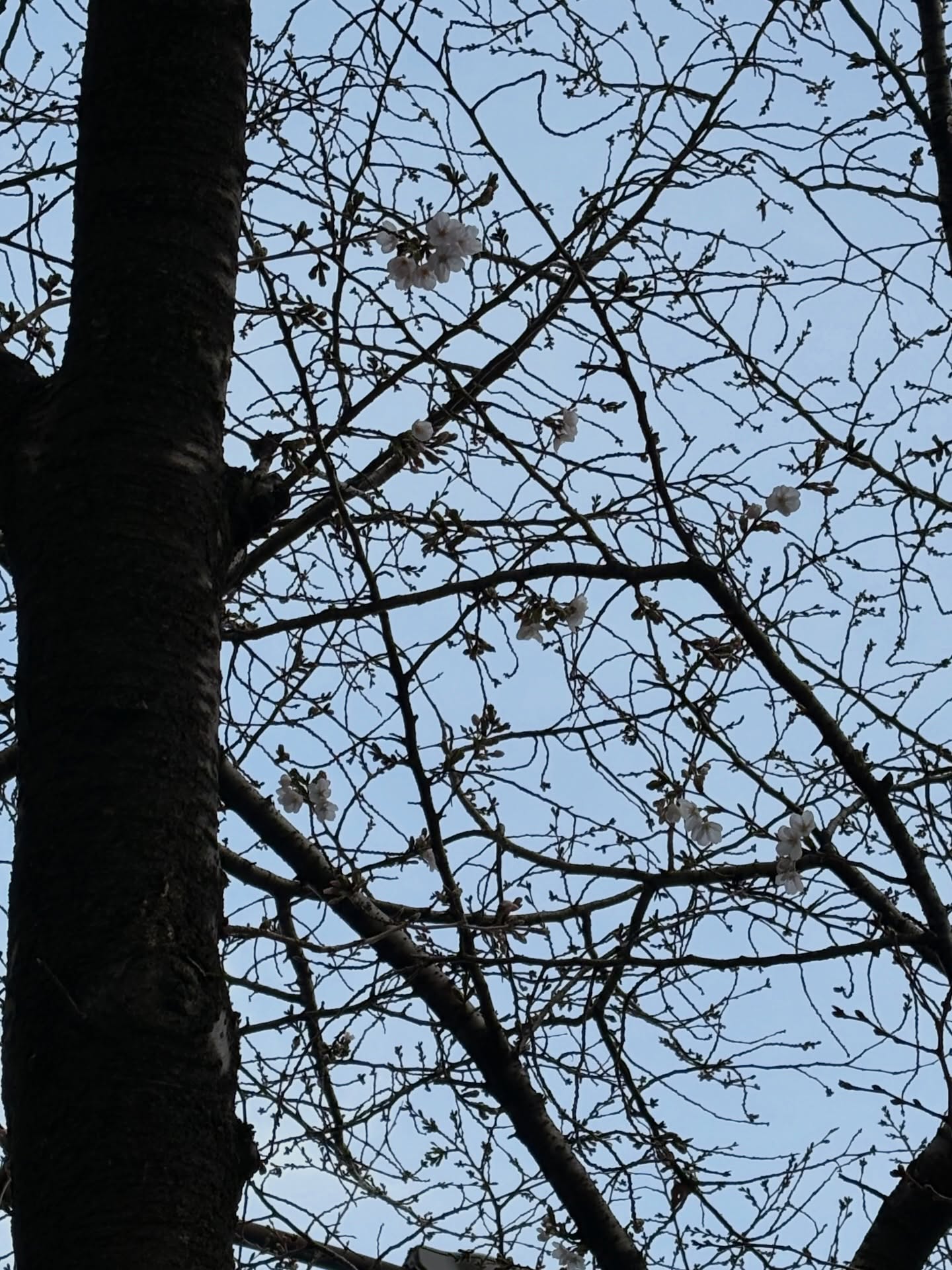 お店の前の桜並木が開花をし始めました。
店内から桜を見下ろしお花見気分で髪を整えてみてはいかがでしょう。
#広尾美容室
#プライペートサロン
#春ヘア
#白髪染め
#花見