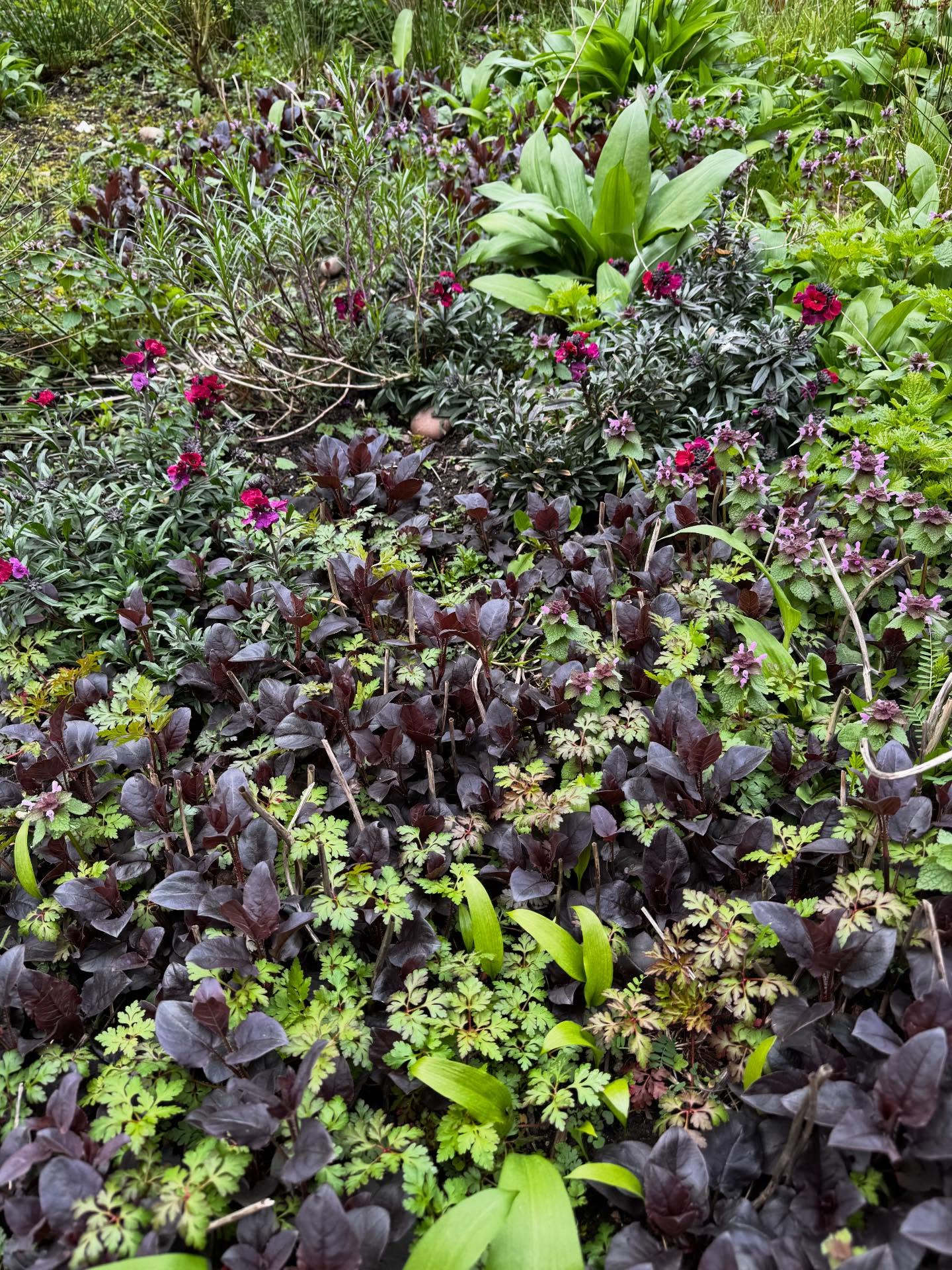 One of the quieter joys of our work is returning to gardens we know intimately; spaces we’ve watched evolve over time and are proud to call our responsibility. As the season gets underway, we’re back looking after a wonderful collection of gardens, bringing the same care and eye for detail we bring to everything we do.
One of our unique gardens is a lightly-curated blend of native species and what many would consider weeds: stinging nettle, Dead Nettle, Bugleherb and Herb Robert, rubbing shoulders with wild garlic and Ribwort Plantain. Over the years, this garden has become a wildlife haven, bringing great joy to our customer.
Today we also paid a visit to St Godwald’s Retreat to see how the garden has fared over winter. Mother Nature reminded us that spring is still a fragile time, with hail and snow flurries keeping us on our toes!