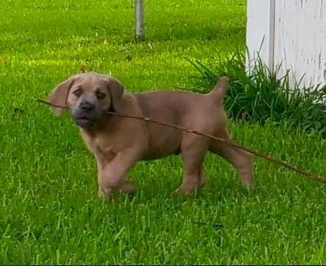 📖 Let me tell you a story about me, Amy Donovan. 📖
The story of why I became a Positive Reinforcement Dog Trainer
When growing up we mostly had cats, but we had a dog, a party-colored cocker spaniel named Happy. Mom had him trained and he was pretty well behaved, and because of that I loved meeting dogs that had been trained. Like the two 10-year-old golden retrievers that lived up the street. They would wait for their daddy to come home from work at the open gate to the yard everyday while I played in the street with a bunch of other kids. Or my friend's dad’s dog who would follow him everywhere and never got over excited.
But my working life didn't start out in dog training, for most of my working life I was a cat girl, I didn't have a dog because I only wanted one that was trained and my lifestyle as a Graphic Artist wasn’t structured for a dog home, with frequent late workdays and trips out of town.
I worked in Dallas as a scenic and graphic artist for 20 years. Then I met my future husband, Paddy Donovan. Paddy was always a super dog guy, he trained his dogs and when we moved in together, we got a dog that he promised to train, which he did and Sullivan, our first Cane Corso was a well behave lovely part of our little family. But still I hadn’t become a dog trainer. It wasn’t until Paddy was in school to become a Certified Professional Positive Reinforcement Dog Trainer that I became one as well.
We moved to Lake Jackson for family reasons and that was when Paddy was training with the Animal Behavior College and getting Certified, and we began making plans to open our business. It was a busy and exciting time.
We opened Citizen Canines and immediately saw the impact of positive reinforcement training in people's lives with their dogs. And now, after almost 10 years, I get to spend my days doing a job I love, transforming my client's dogs from frustrating jumpers and diggers to calm cooperative family members full of joy and confidence! 💕
The inspiration for my career change was thanks to my own dog Hazel and the work he, Paddy and I did together.
But what about you? What's your own why behind the job you do?💖