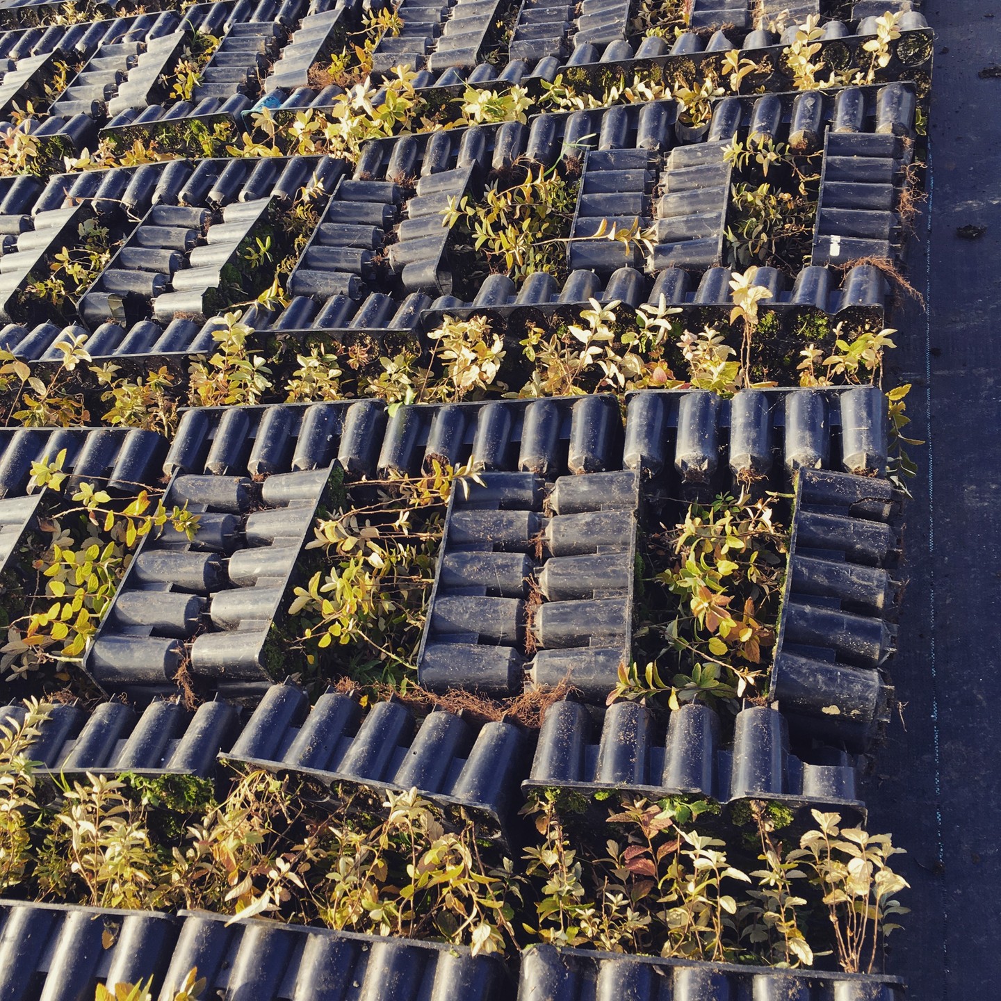 L'hivernage est une étape importante en pépinière! On veut protéger les plantes et leurs systèmes racinaires du froid, de la neige et de la glace. Saviez-vous que plusieurs vivaces ont besoin de cette période de froid prolongée ? Une bonne hivernation leur permettra de passer du stade végétatif au stade reproductif et leur assurera une bonne floraison au retour du printemps. #pepinierenorthhill #hivernage #hivernation #vivaces #pepiniere