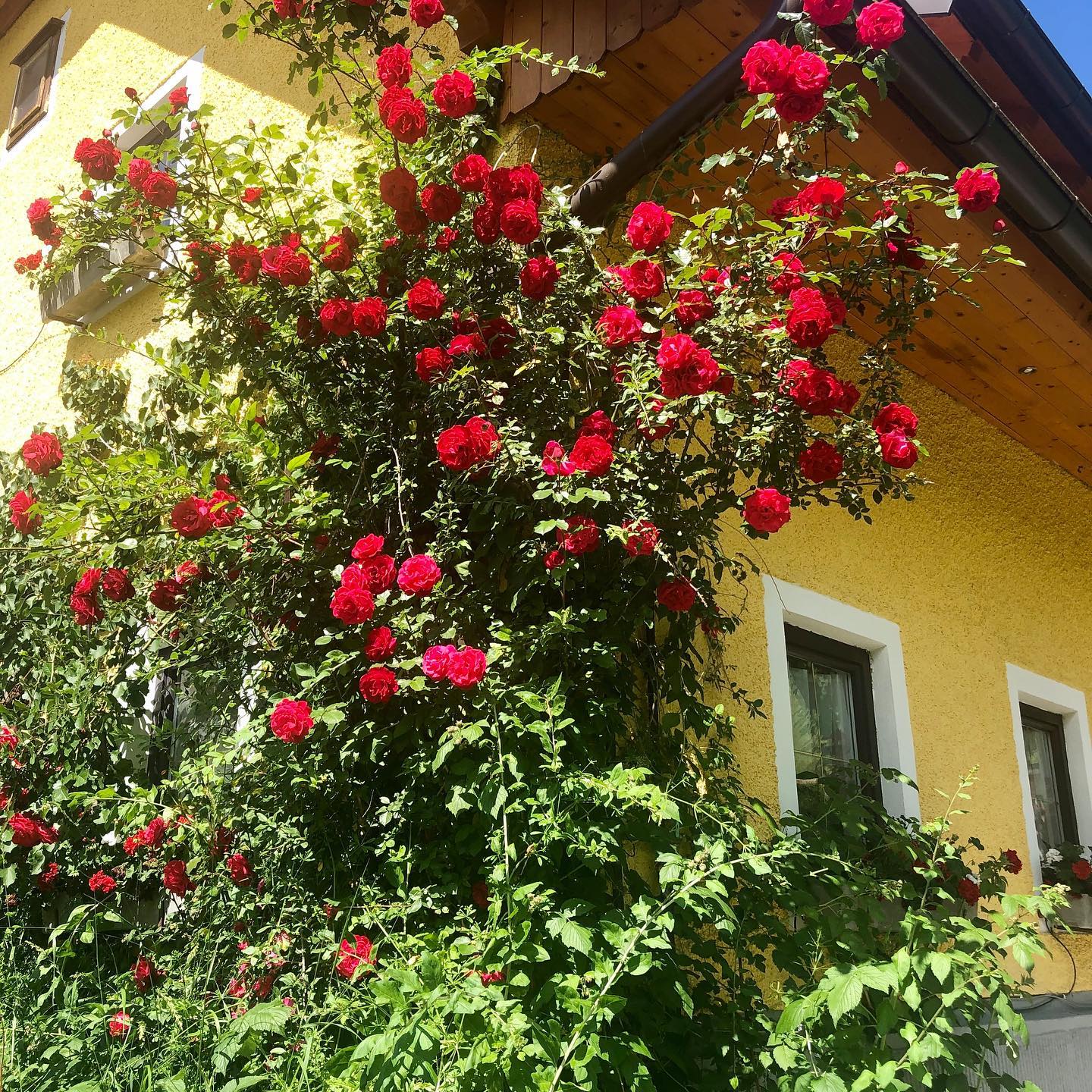 Wunderbare #rosen am alten Bauernhaus - so viele Blüten wie jetzt waren es noch nie. So wunderschön!
@ferienhof_hintergrabenbauer @urlaubambauernhof #urlaubambauernhof🇦🇹 #pyhrnpriel #nimmdirzeit #auszeit #rosenliebe #bioaustria