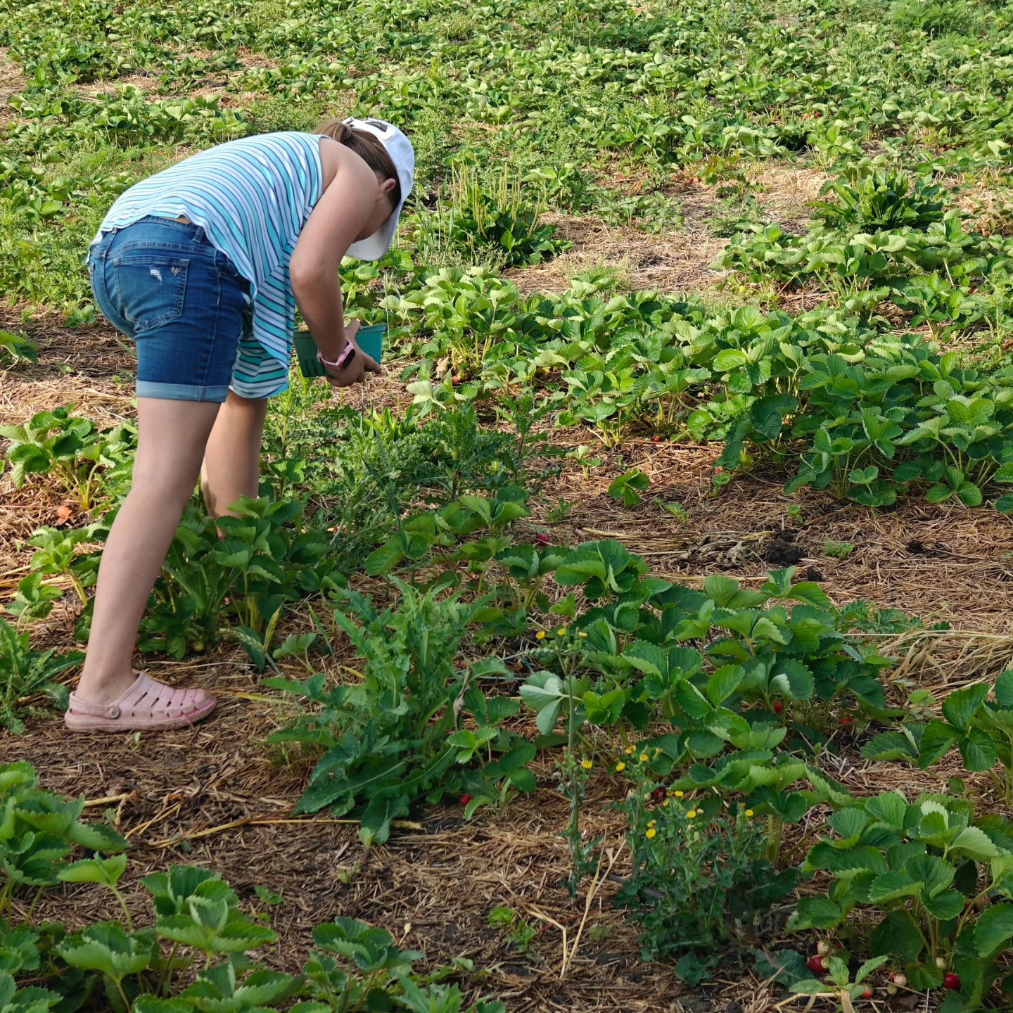 🍓🎉 U-pick is OPEN!🎉🍓
We will be OPEN today (6/28) from 8:00-5:00 (or until berries are fully picked)
We are located at 1660 Marlette Rd, Marlette MI 48453
(Just 3 miles west of M-19)
☀️It's going to be a beautiful day to pick some berries! 🍓🍓🍓🍓🌞🍓🌞🍓🌞🍓🌞🍓🌞🍓🌞🍓🌞🍓🌞🍓🌞🍓🌞
#michiganstrawberries #upickstrawberries #BirchfieldFarm