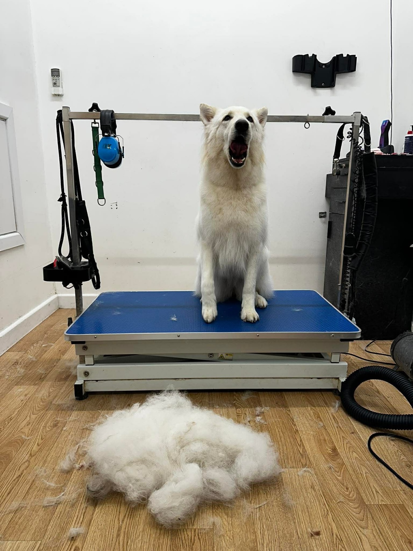 🌪️ Is your house disappearing under a cloud of fluff? It must be Shedding Season! 🐾
If you’re tired of wearing your dog’s coat on your clothes, your sofa, and in your morning coffee, it’s time to bring them in for a Royal Deshed. 👑🫧
Our team are experts at finding your hidden dog underneath all that winter undercoat. We’ll blast away the loose fluff so you don’t have to vacuum three times a day! 🧹✨
📆We’re booking up fast this April—secure yours today!
☎️ 01582 353603
📸 Nala the GSD
📸 Teddy the Greyhound
📸 Maverick the GSD
📸 Simba the GSD
📸 Teddy the Old Tyme Bulldog
📸 Simba the GSD
📸 Annie the GSD
📸 Fera the GSD (& Sophie)