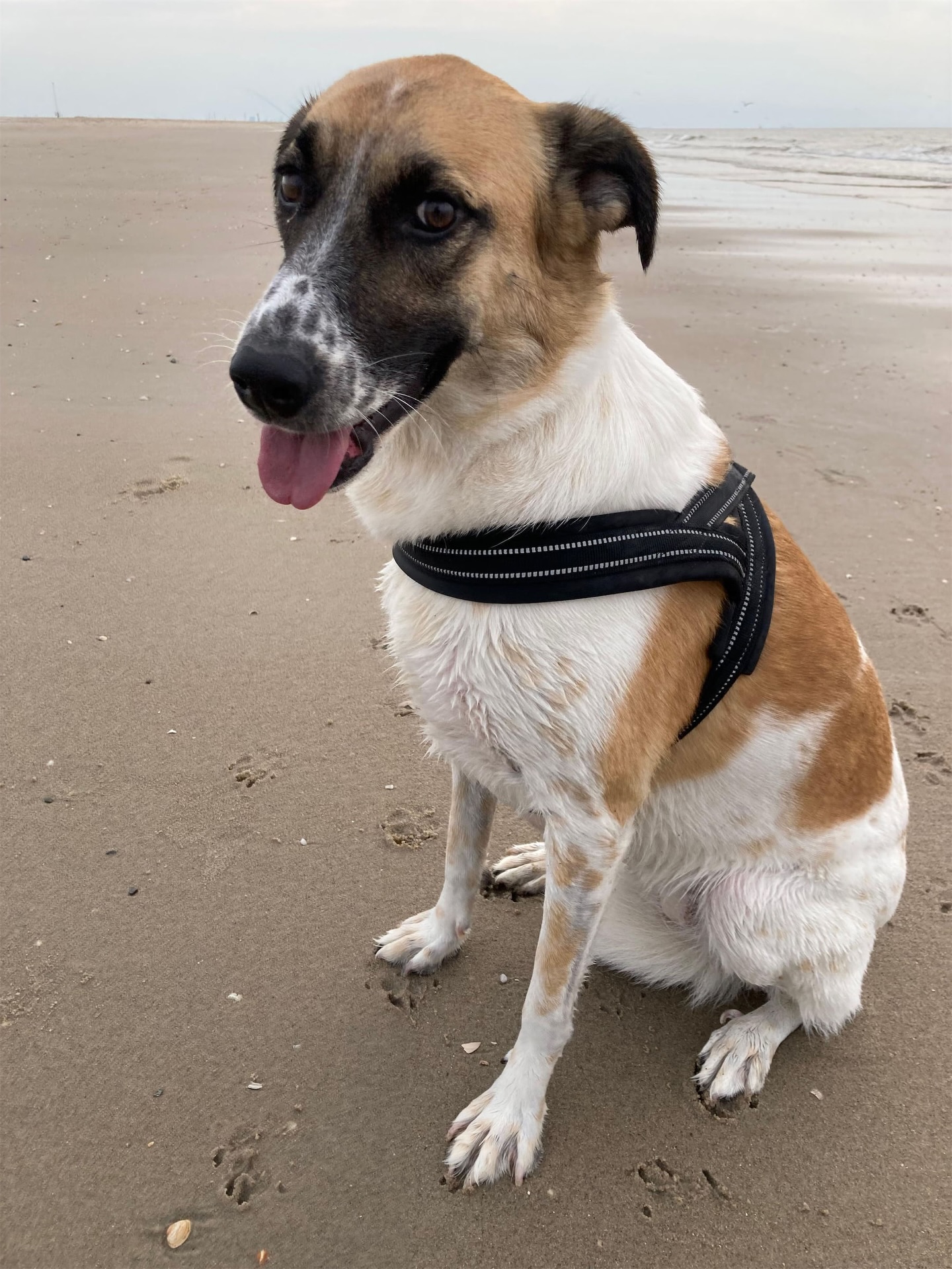 Looking for a new home for our Lexi! 🐾
Lexi is an incredibly sweet girl who lives for cozy evenings on the couch (four paws in the air!) and adventures in nature. She is happiest in calm, open spaces such as quiet beaches, mountains, and peaceful forests — places with few or no people around. She has climbed mountain peaks, swum in alpine lakes, and explored coastlines with the biggest smile on her face.
Her current family lives in a busy urban environment with young children, which Lexi finds very stressful. She is protective by nature and wants to keep her pack/family safe.
Lexi experiences anxiety outdoors, and since the arrival of young children in her family she has become reactive toward unfamiliar dogs, especially near her territory (home & car). In neutral environments she reacts much less to other dogs. Once she knows a dog, she can be sweet and playful.
Lexi has no issues with people — she actually enjoys their company (especially when they are calm). Visitors can make her a little stressed at first, but with the right support she manages well. She needs a quiet, experienced home with a fenced garden, as multiple daily walks are currently too stressful for her. Her future family should be willing to work with a behavioral therapist (costs covered) to help build her confidence.
We are initially looking for an experienced foster home (minimum 4–6 months), from where we will continue searching for a permanent home for Lexi.
Send us a DM if you are interested or contact us via our website:
www.melezdogrescue.com