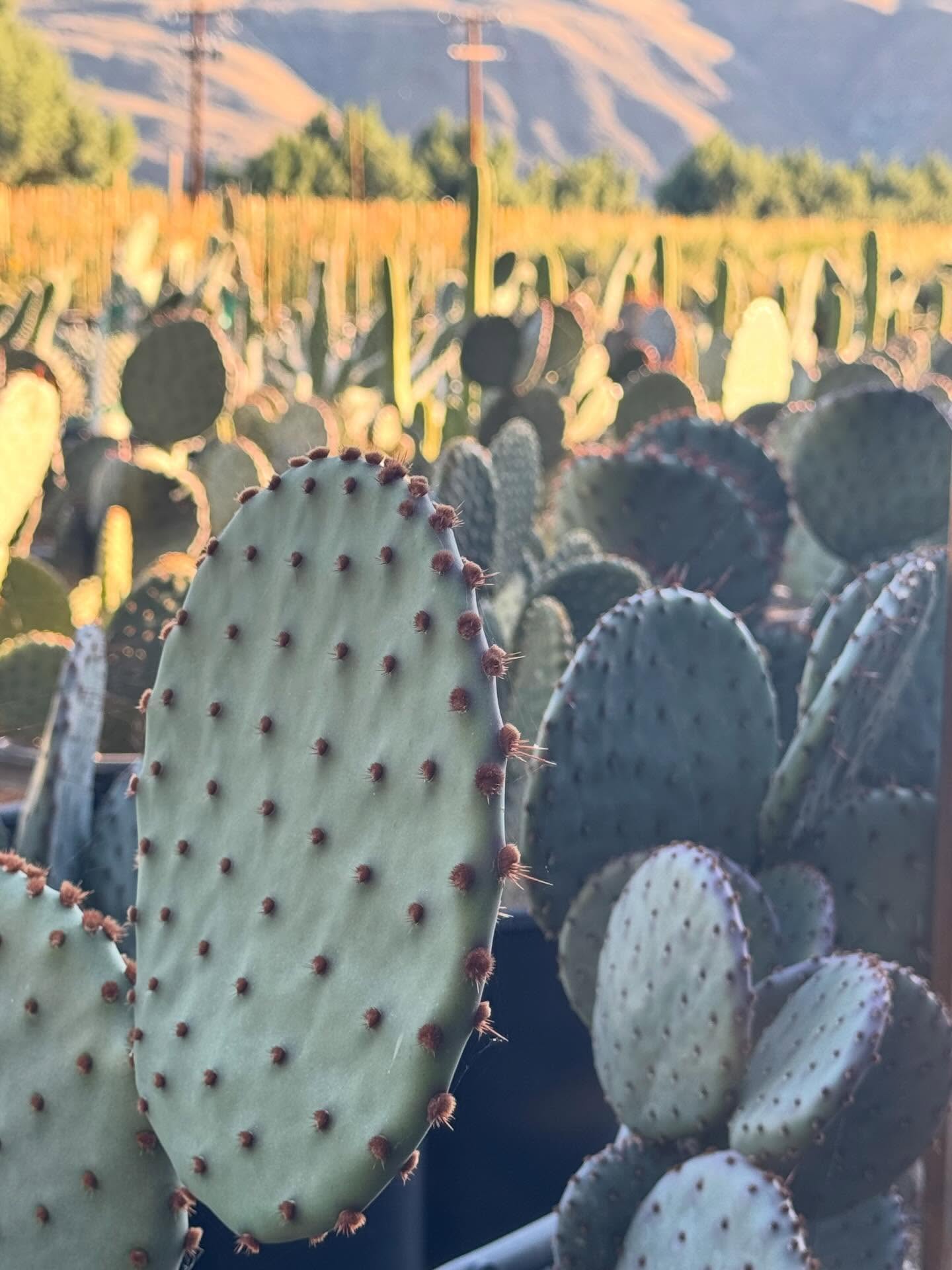 Proceed with caution…
or don’t. These ones prefer bold behavior.
Our 3 gal Opuntia are popping off—
pads plump, poised, and just a little bit prickly about personal space.
Spined, spirited, and sun-soaked,
they’re not here to be pet…
they’re here to perform.
Prickly pears practicing proper protection.
A masterclass in boundaries (botanical and otherwise).
Touch thoughtfully.
Place precisely.
Plant proudly.
Because beneath the bristle and bravado…
there’s brilliance.
Water-wise. Wildlife-welcoming. Wonderfully weird.
Photosynthesizing with purpose while everyone else is still figuring it out.
Call it desert design with a defensive disposition.
Call it sculptural sass with serious staying power.
Call it what it is… sharp strategy.
3 gallon and ready.
Desert-acclimated.
Field-tested in full sun, zero nonsense conditions.
Because not everything in the landscape needs to be soft…
some things need to be spiky, steadfast, and a little bit savage.
Rooted in resilience (with a side of sass).
Grown for those who don’t mind a little bite.
Supplied for landscapes that know how to stand their ground.
#roadrunnertreefarm #casadelzorronursery #opuntia #cactus #pricklypear