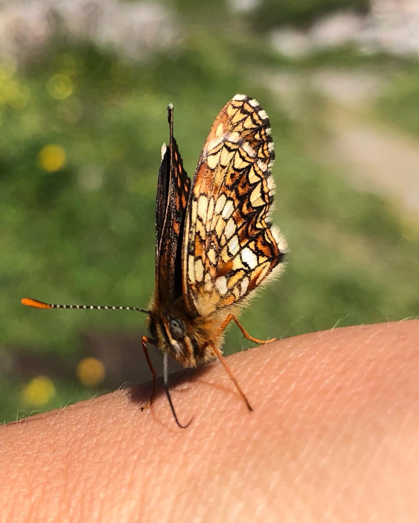 Belles rencontres sur les chemins d’été 🦋
Damier noir et argus bleu ?
#lepidoptera #alpes #nature #accompagnatriceenmontagne #kulkatrek