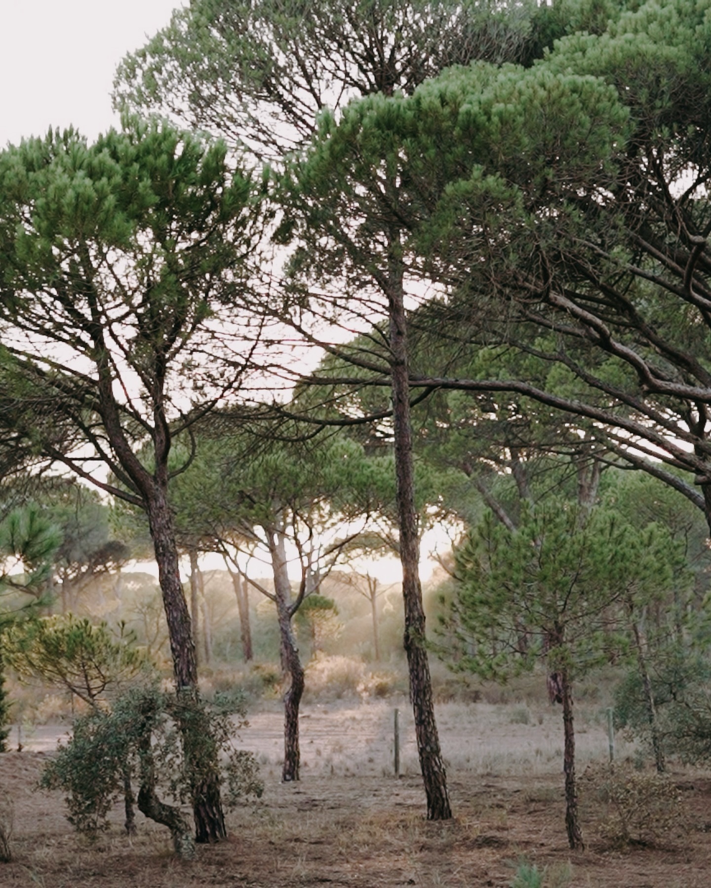 Sublime memories of Comporta ~
~ can't wait for summer! ☀️⛱️