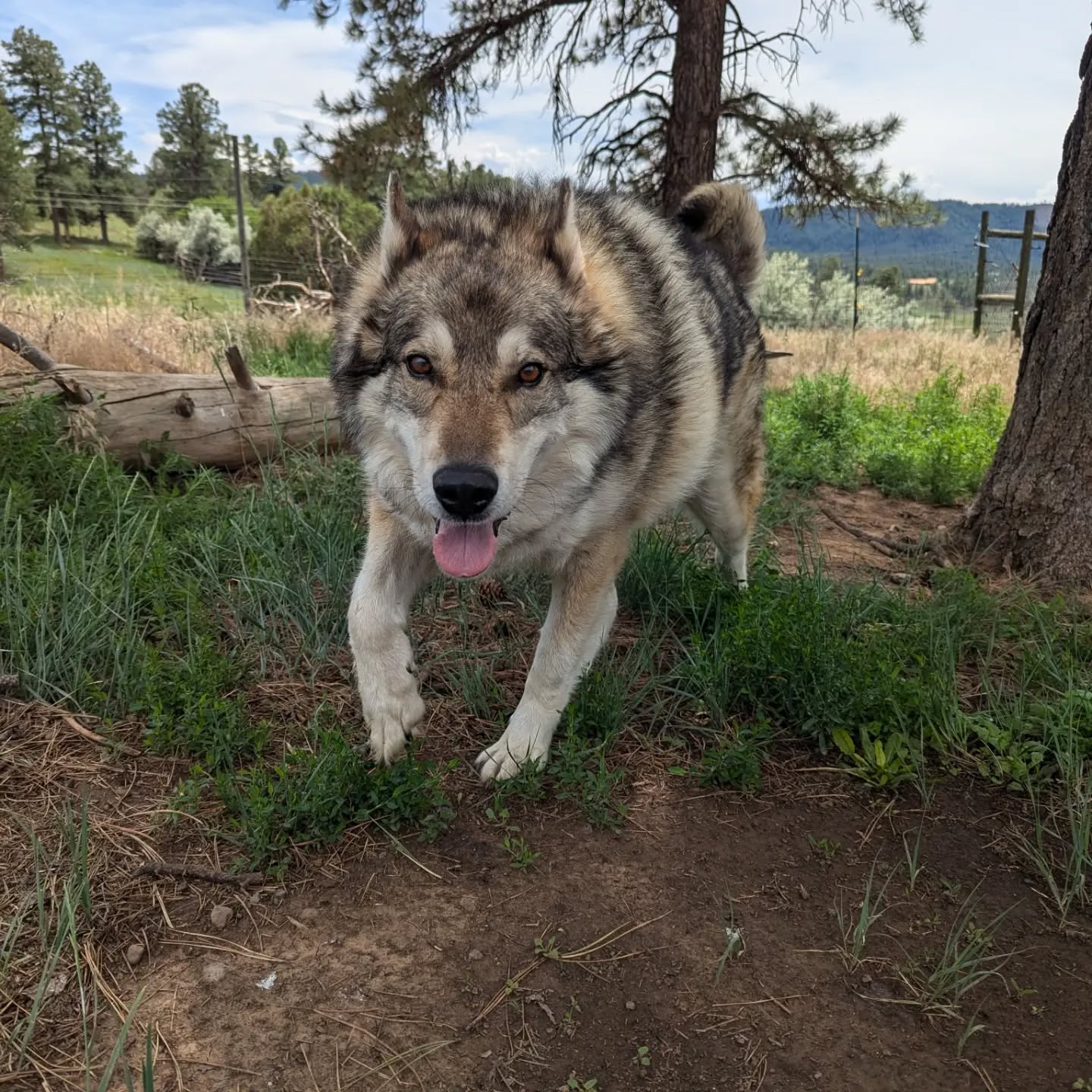 Socrates and Lupa have been thoroughly enjoying the cooler, rainy weather we have had these last several weeks. Come out and see these cute woofers at our feeding this summer, every day at 3 p.m.! #rmwp #rmwpark #Socrates #Lupa