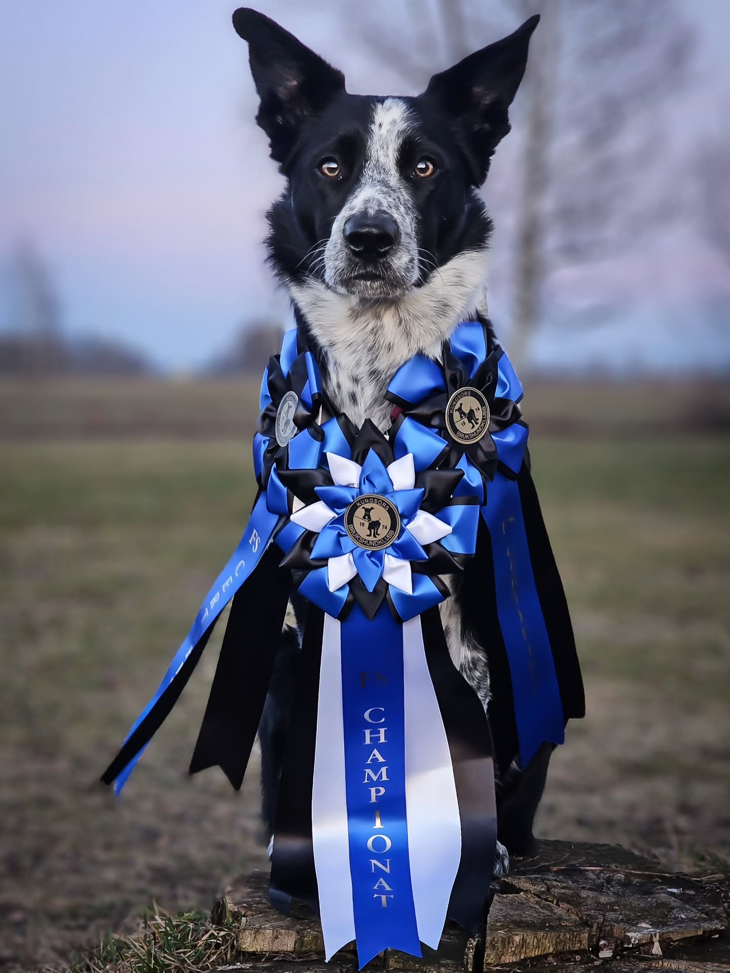 Swedish Freestyle Champion 😍❤️
I'm so incredibly proud of Spud today! He was amazing, confident and showed some incredible precision in very advanced moves. Totally blown away by him and how much he's grown, it's crazy he's just 2 years old 🤯
2x certificates today and therefore the title Swedish Champion in Freestyle ❤️
For me to compete today was in no way a guarantee. With me having a nightmare of a week, with crazy high anxiety, 2-3 hours of sleep per night and a real bad panic attack last night because my mental system is just overloaded... I went up at 4am this morning to go to the competition and I guess "fake it til you make it" is a valid way to describe today. Because that's exactly what I felt like😅
Spud was incredible and I'm so glad we can shape up together and do the impossible, because it was an amazing feeling to trust him and let the routine just flow. I'm so proud of us ❤️
Navy competed last today and my energy just wasn't enough. He is a dog that requires me to have my head in the game and his new routine DEMANDS me to be on point with everything. So I knew that it wouldn't go as planned, because that would be very crazy if it did. However I'm very pleased with many parts of it, especially the start that we've worked a lot on 😍
Really proud of my boys! Now I'm going to just rest and try to recover a bit. This girl is exhausted 😅
Pumbaa and Toad got to socialize a bit today too, and Nacho got to spend time with @terrierchodsky so he's very happy 🥰