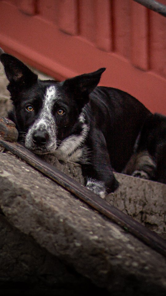 We're learning new stuff and oh my - I'm so excited to add them to the routine once they're ready 😍👌
#dogdancingfreestyle #dogdancing #dogtricks #vinterängensspud