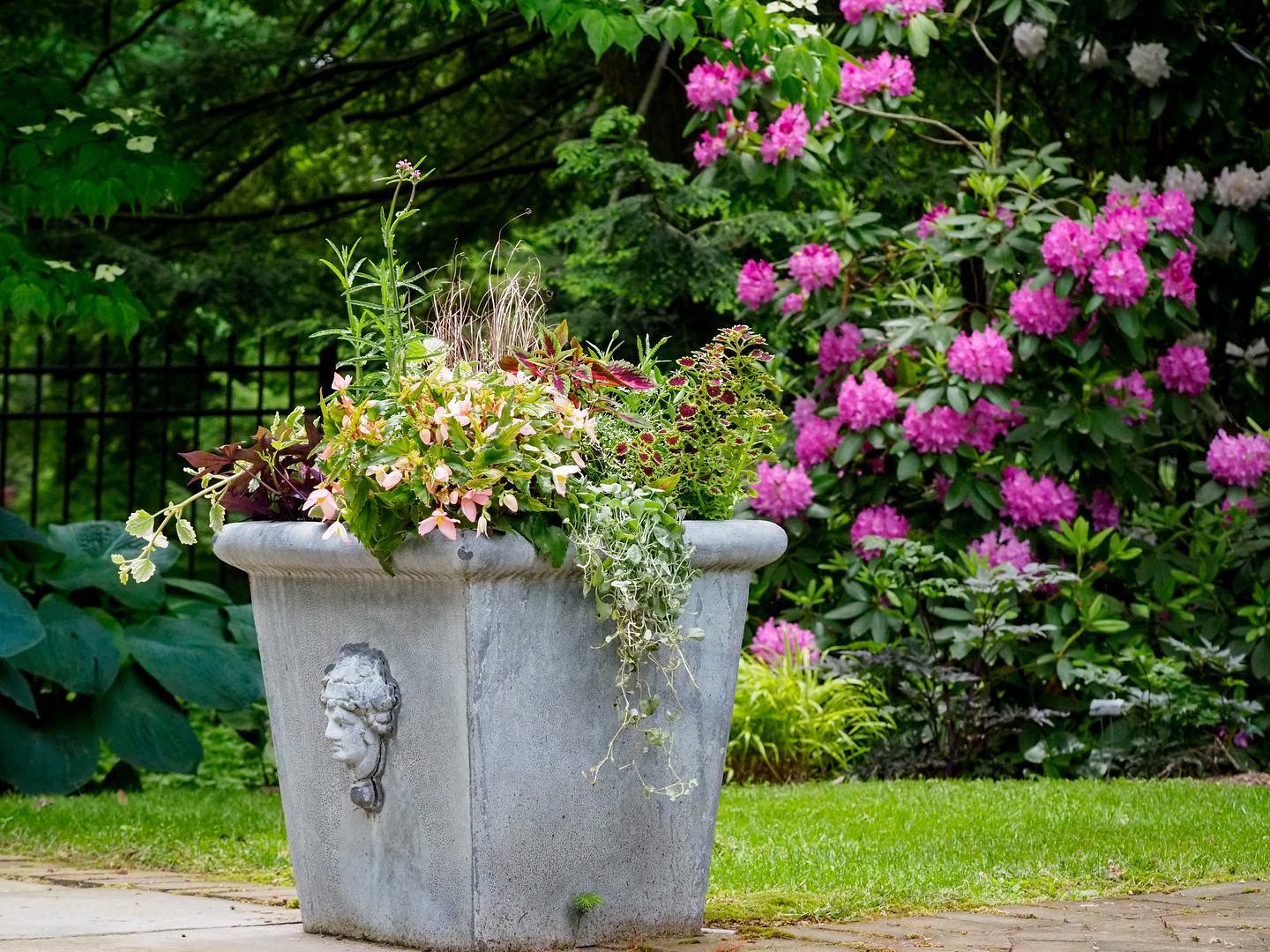 It was a beautiful morning for planting these containers! I can’t wait to watch them fill in over the summer.
#containergardening #seasonalcolor #annuals #planters #plants #containerdesign #landscapedesigner #gardenideas #gardenphotography #pennstate #statecollege #landscaper #yondermountain #conservation