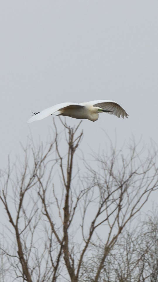 Чепури великі складають гніздо