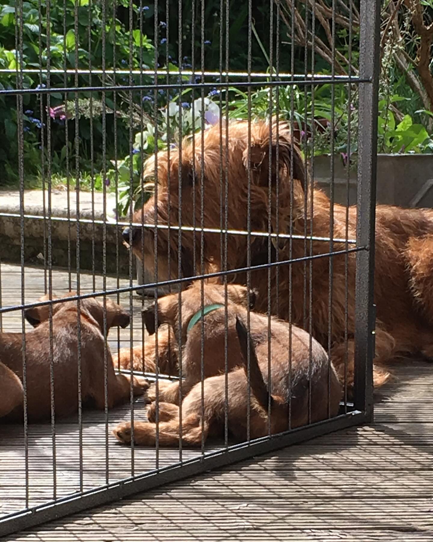 Happy 7th Birthday to Nellie’s first litter (of 11!!) Gorgeous pups who we are sure are now very sensible and mature doggies?!?!! #happybirthday #doggybirthday #firstlitter #irishterrier #irishterriers #irishterriersofinstagram