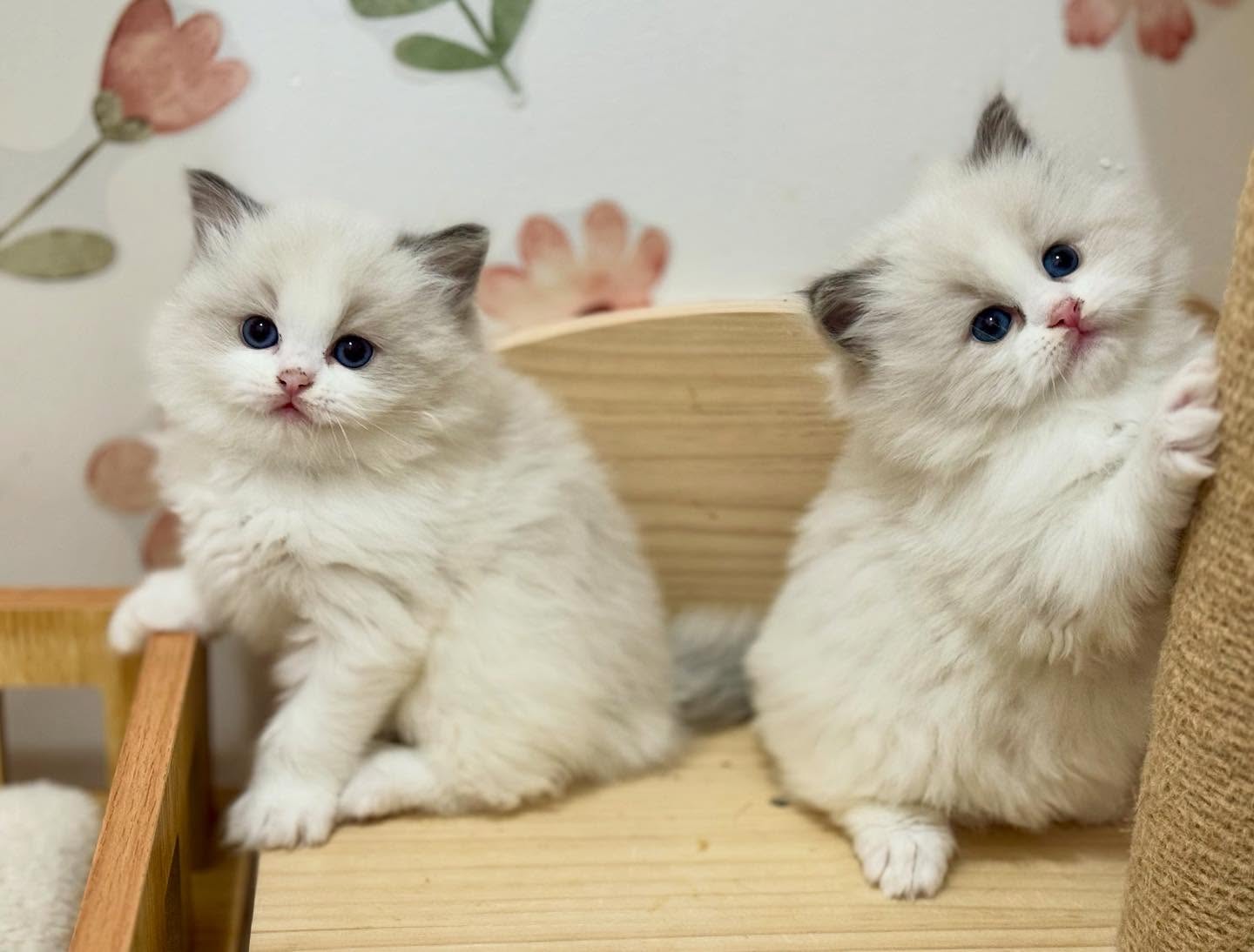 The boys š©µš
ā¢
ā¢
ā¢
ā¢
ā¢
ā¢
ā¢
ā¢
ā¢
ā¢
#ragdoll
#ragdollkitten
#cats_of_instagram
#cats
#kitten