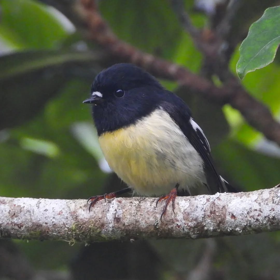 Tommy in the garden, looking very colourful.
#karameatomtits #tomtit #ngirungiru