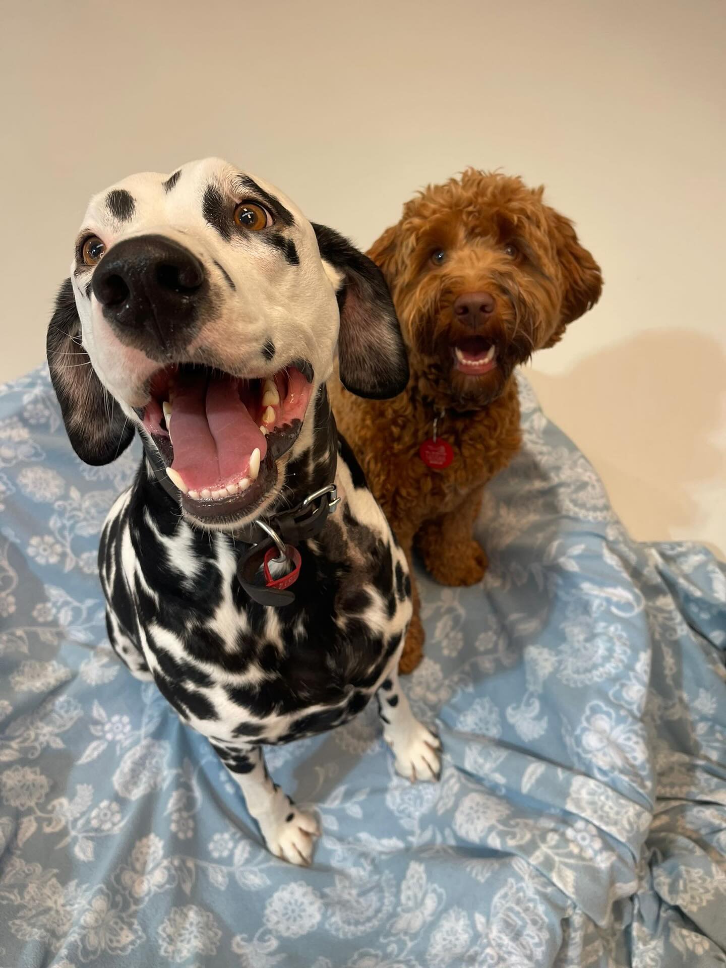 Wednesday pups 🥰🐾🐶💛
.
.
.
.
.
.
#dogs #dogdaycarelife #dogdaycarefun #dogsofauckland #doglife #wooflandnz