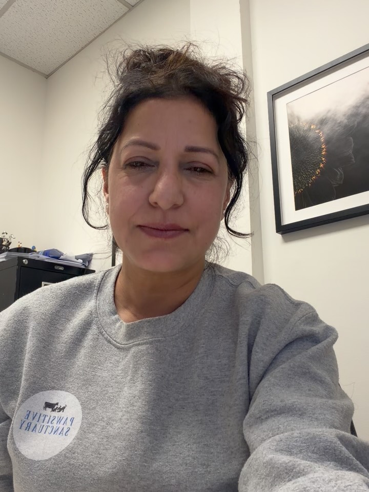 Every shelter/rescue has its own challenges, but a team of people can make it possible. The universe sends some angels when you desperately need them.
For 4 years of this shelter, we were having hard time with our water problem. There was no proper sewage or drainage of used water in the shelter. Since we believe in hygiene not only for dogs but for our staff too, we were hiring an outsider tanker company every week to get rid of the water from our small old septic tanks. With on going rescues and increasing consumption, it was getting very expensive for us at a cost of $350 a week.
We built our own big septic tank at 5 lakhs ($8,000) but the extraction was still a problem and costing us a fortune every week.
When Dr. Suki @balmybeachpets heard our problem, she connected me to Dr Kerry and Krista @kristamallrealestate @kristamall who not only helped us buying our own tanker and tractor but visited our shelter with their lovely daughters and left overwhelmed with so many rescued dogs’ love in their hearts.
We are so grateful for your kind gesture 🙌🥰
Thank you @damansarai92 for finding us a good deal on our tractor.