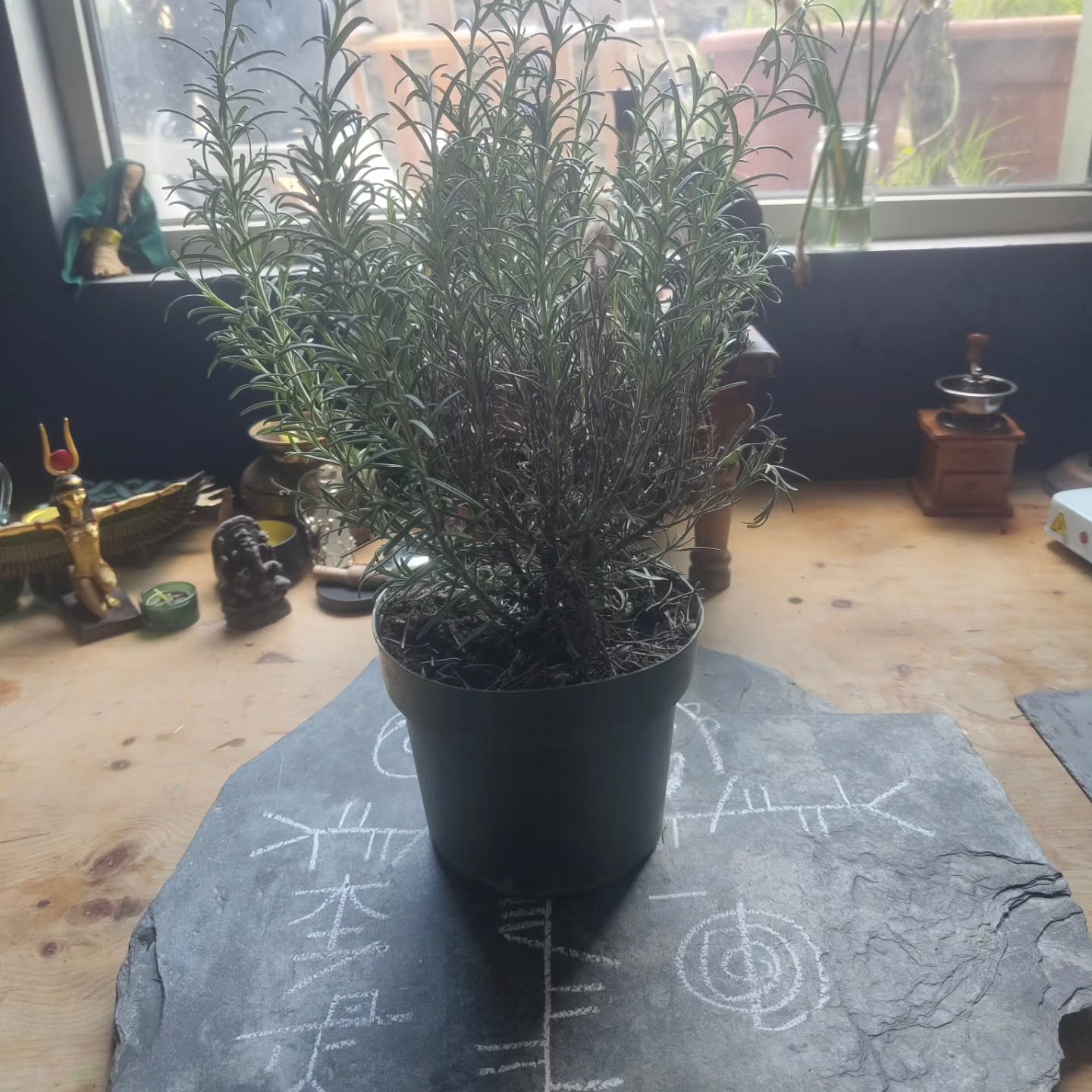 Good evening Wytches, one of our plants has been in need of some extra tlc this week.
I've had out back on my altar, giving it healing, Watering it, communicating with it, bringing it back to good health. And it's doing really well.
What was really curious is that it was the inside of our Rosemary plant that was in need of healing, and that got me thinking about how all our healing journeys are inward.
My focus and mind wandered off for a moment, ADHD squirrel effect. I began thinking about these conversations with friends around Neuro divergence and the nervous system.
How many can appear healthy and together on the outside, but overwhelmed and stressed on the inside. That mask we all wear.
I felt a twinge in my core, then was brought back to what I was focusing on, healing the Rosemary.
More curious though was how the plant began to share some of its healing power with me. As that twinge of shame I felt for wearing a mask had now hit a moment of regret for not focusing on the Plant.
I was in danger of allowing myself to become activated, and that would have triggered my imposter syndrome.
What happened next was even more curious, as I returned to focusing on healing the Rosemary, the flow of energy was equal. There was symbiosis, where each recognised the need in the other and gave healing accordingly.
I've been practicing Plant Spirit Magick and Healing for years, I've been combining it with Reiki long before I stopped practicing a few years back.
Rosemary gave me insight and clarity in this moment.
✨ Insight and blessings can come even in the moments we perceive ourselves as "failing"
✨ Healing and helping is always a symbiotic relationship, we gain knowledge and wisdom through each Healing Experience.
✨ Feeling stressed today, anxious, or down? Sit with a plant, between the energy and the intelligence of its Spirit, and its vibe. It's enough to help you regulate your nervous system.
🍀🌿Get out into nature, the Japanese practice Shinrin-Yoku, forest bathing. Trees produce natural essential oils - there's science to back up why nature is so soothing?
Have a blessed evening
Blessings of the Land Sea and the Sky ❤️❤️❤️❤️