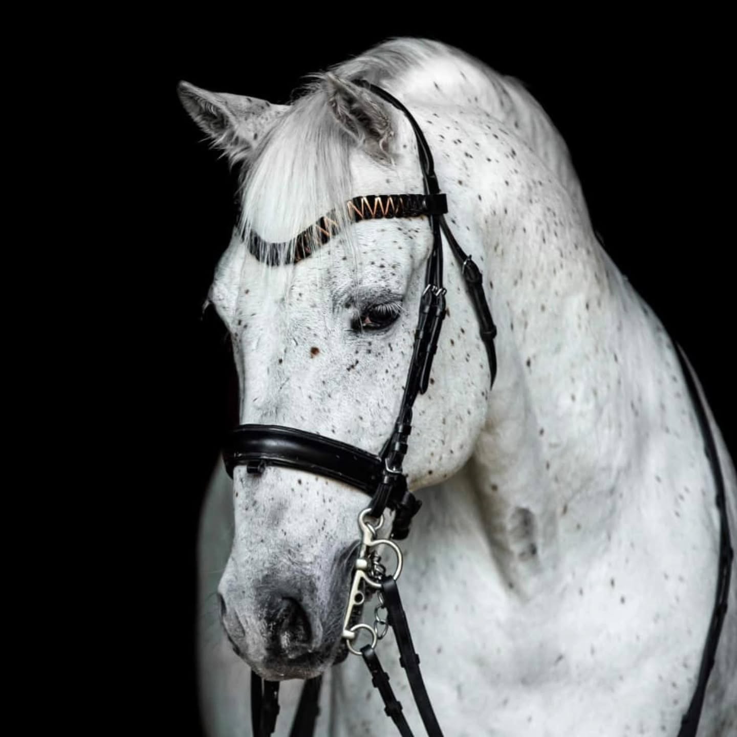 Avelssäsongen 2026
Nu är det dags att planera för hingst om du ska ta ett föl på ditt sto i år!
Våra avelshingstar 34 Pluto Timon, 35 Pluto Cosmo och 30 Favory XXVIII-27 finns tillgängliga för avel från mitten av april.
Vi hoppas att alla lipizzanerstoägare tar åtminstone ett föl på sitt sto, för att hjälpa till att bevara rasen i Sverige, och framförallt för att få ett alldeles eget lipizzanerföl!
Är du osäker på hur allt går till? Eller vet du inte vilken lipizzanerhingst som kan passa juat ditt sto? Tveka inte att höra av dig så försöker jag guida dig.
---
I betalt samarbete med Agria.
I samarbete med Agria bjuder vi på foster- och fölförsäkringen. Försäkringen innefattar bland annat:
▪️3000 kr i livförsäkring.
▪️120 000 i veterinärvårdsförsäkring.
▪️Ersätter om stoet kastar eller resorberar.
▪️Ersätter om fölet blir sjukt och måste behandlas av veterinär.
När ditt sto är konstaterat dräktigt kontaktar du: Angela ”Gela” Hallberg på 070-595 47 51 eller ditt lokala ombud för att få ta del av din nya försäkring.
#lipizzaner #agria