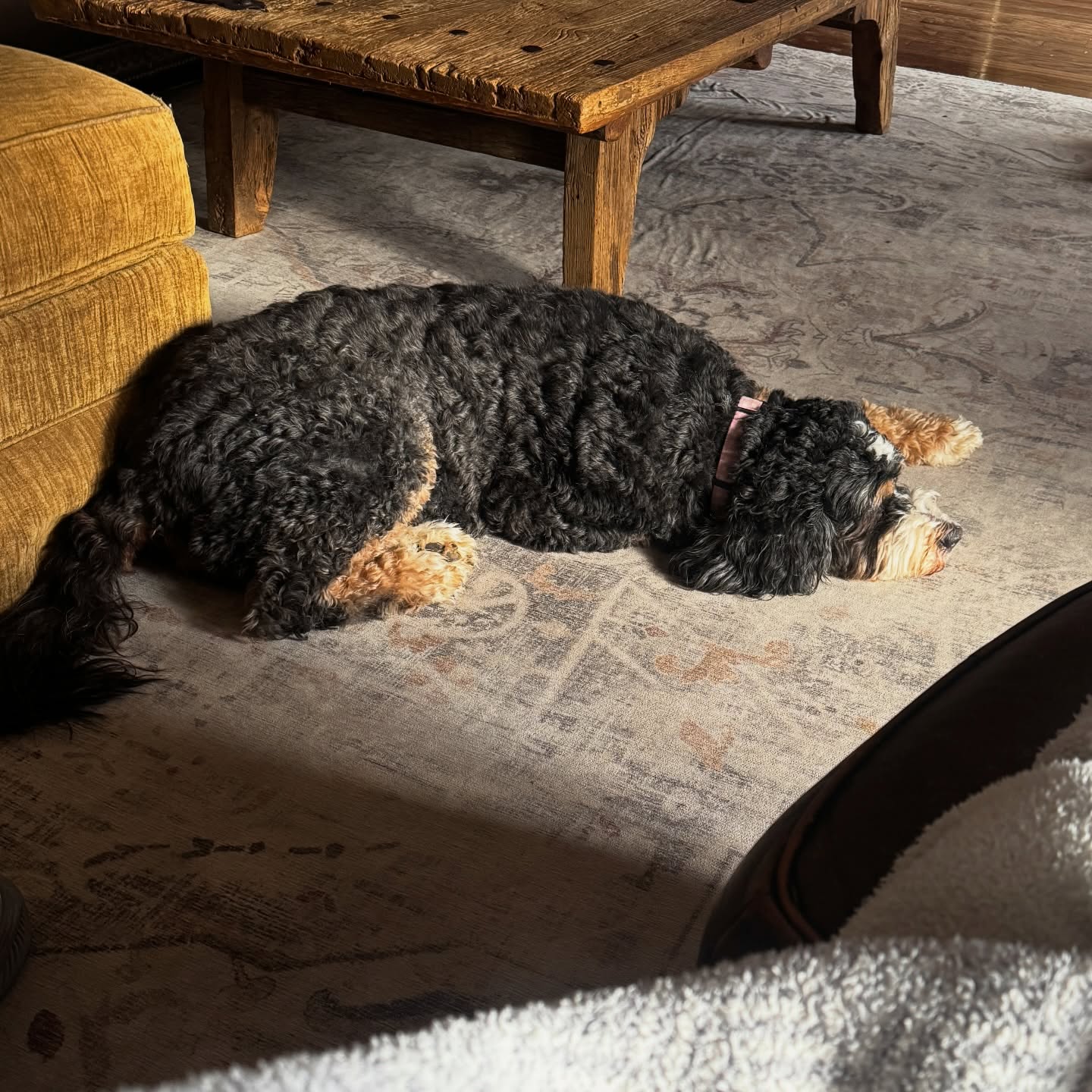 Slow mornings, hot coffee, and my girl at my feet. 🤍🐾
Aria is where it all began… the one who showed us what this kind of love looks like. Steady, gentle, and always watching over her people. The quiet protector, the soft place to land, the heart of our home.
At almost 9 years old, she moves a little slower these days… and somehow that makes every moment with her feel even more sacred. But every now and then, she’ll still lights up… ready for a car ride or fetch a ball like she always has.
Time may be moving, but who she is never changes. The GOAT. Always. 🤎
#bernedoodle #boxwooddoodles #tricolorbernedoodle #heartdog