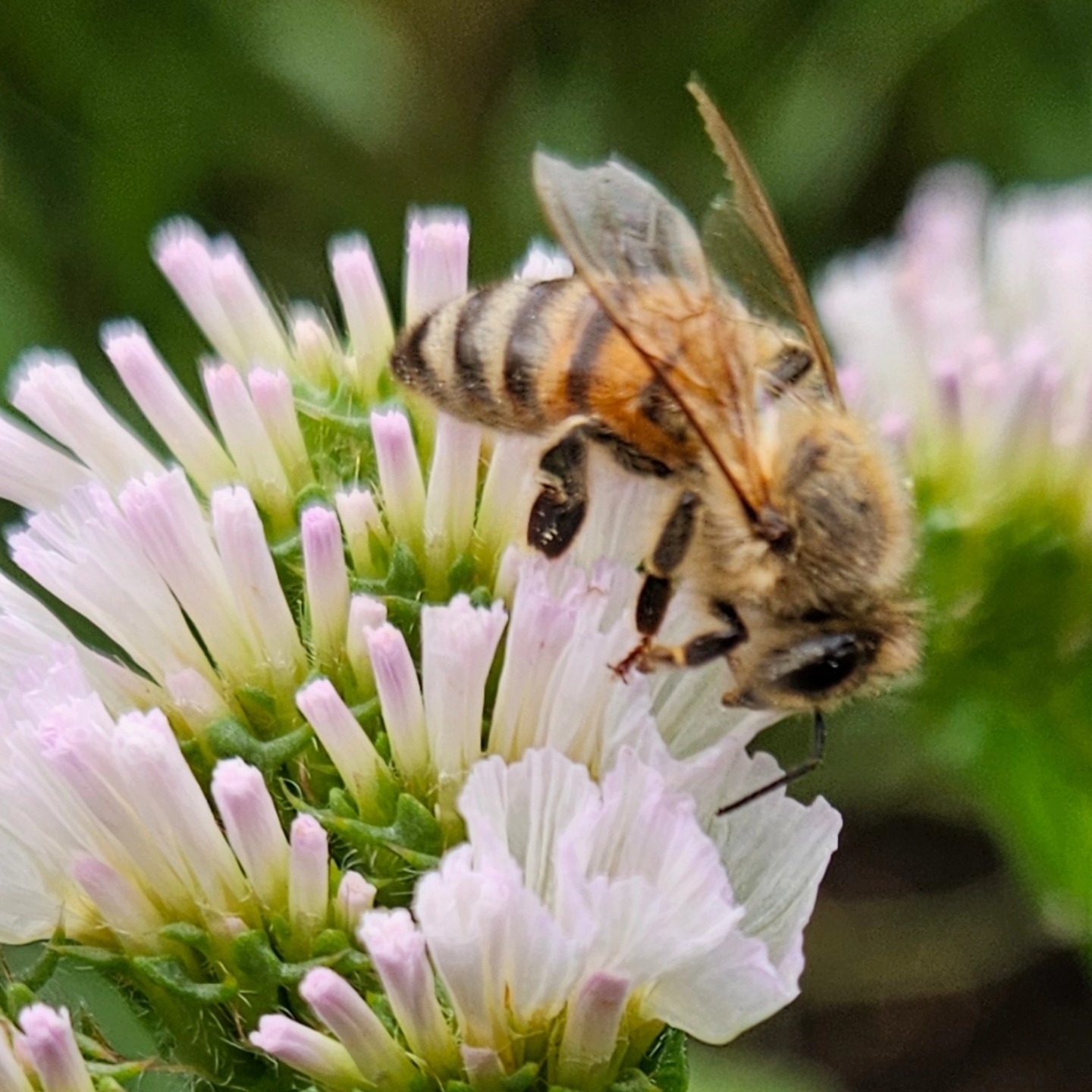 Midsummer magic is in full bloom here!
#midsummer #summergarden #summergardendays #polinators #pollinatorgarden #PollinatorPower