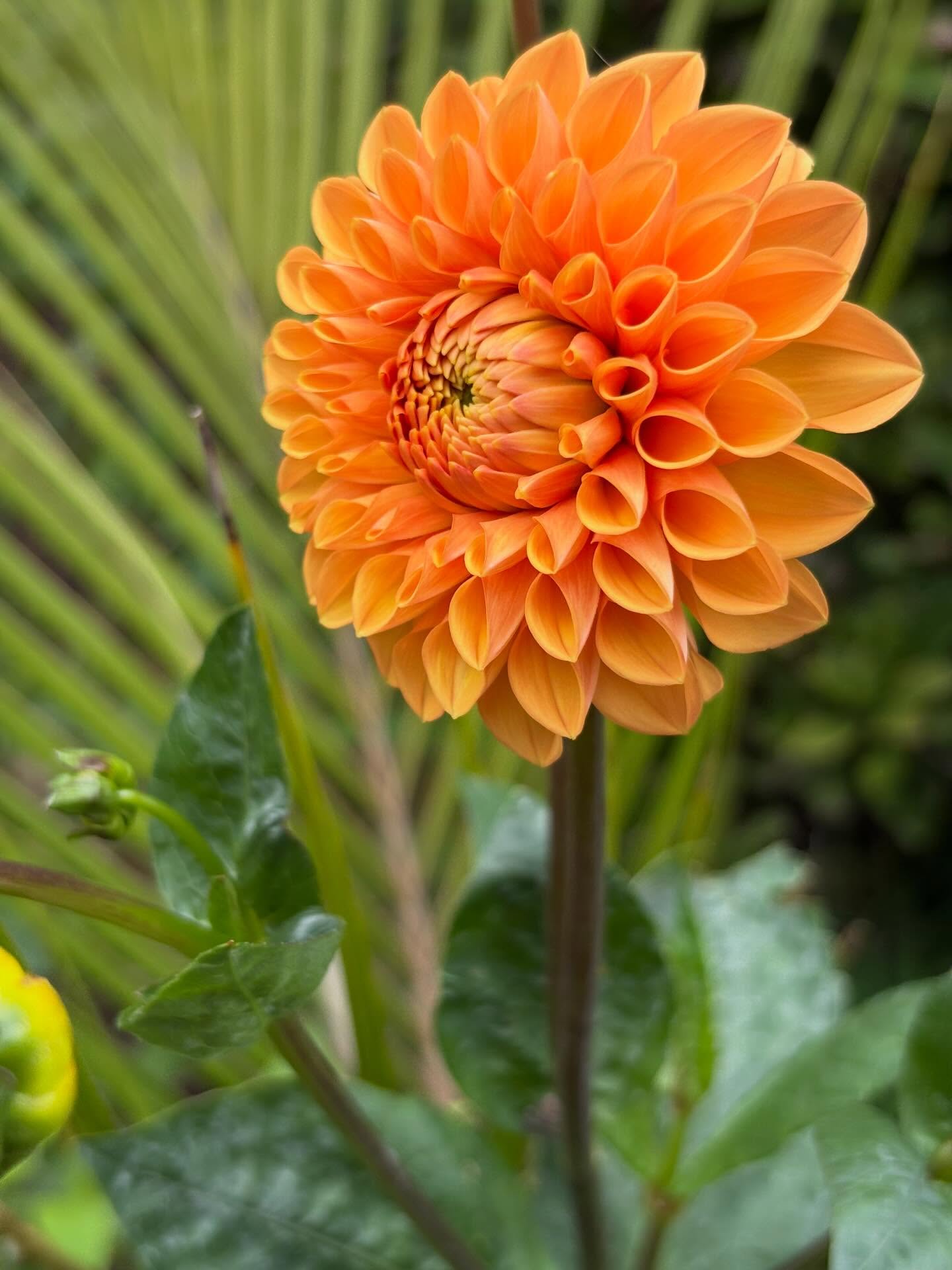 Delightful Dahlias. They’re a stunning visual treat, and easy to grow. The flowers come in many shapes- anemone, ball, cactus,,orchid, single, waterlily and pompom. Take your pick! Plant out this September and look forward to summer.