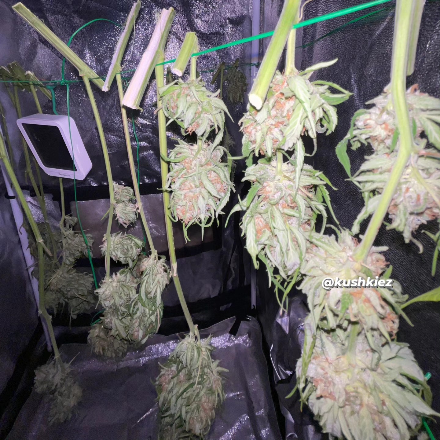 💚Thanks to our customers for updates of their growing journey
💚 Harvested Snoop Dogg OG 💚 Munich
Available 👇🏼
---->KushKiez<----
.
.
.
.
.
#harvest #happy #kushkiez #munich #deutschland #pflanzen