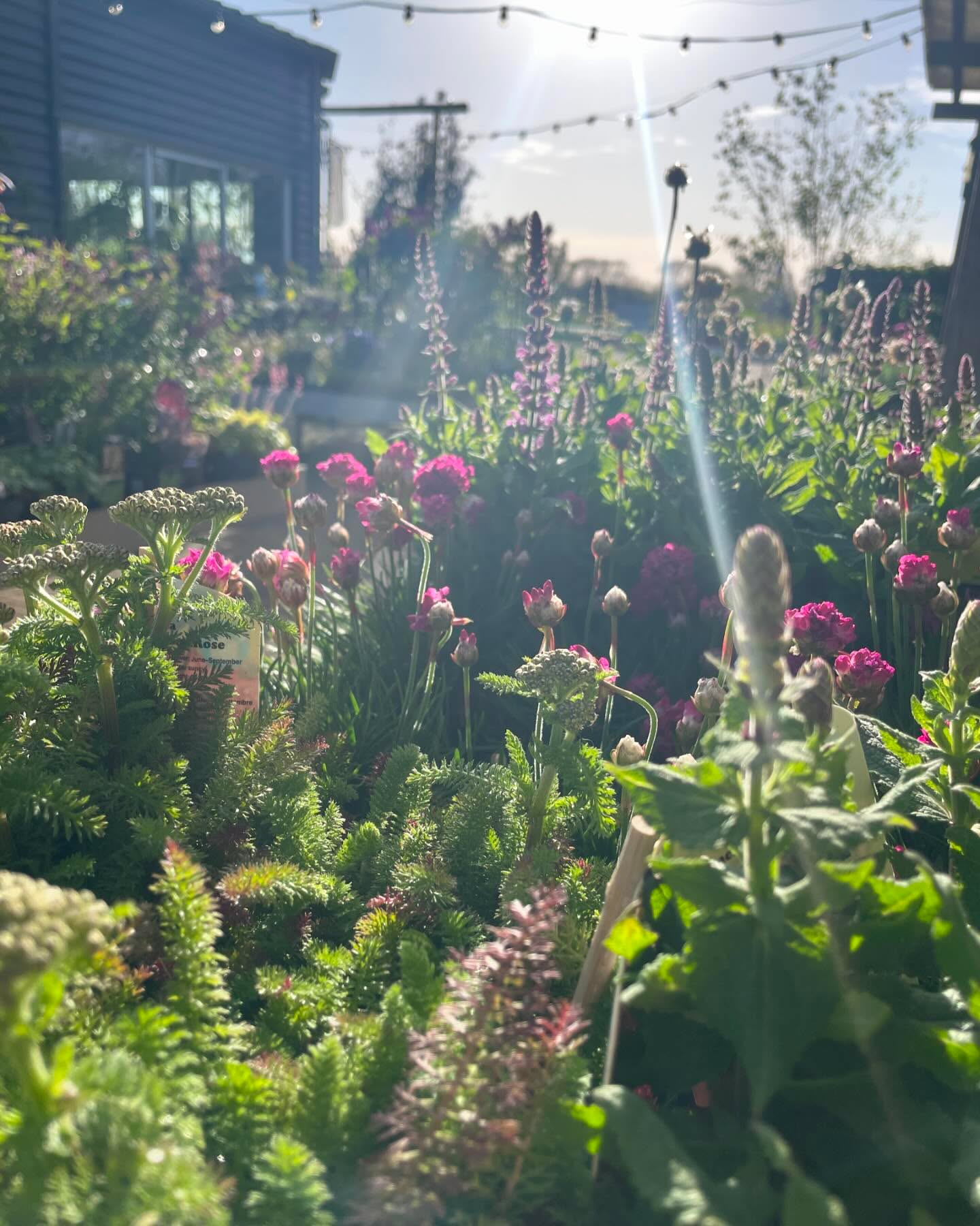 COMBINATIES voor POTTEN & BAKKEN 🪴🍀
Kruiden zoals bieslook, rode wondklaver, kervel, duizendblad en venkel zijn ontzettend lekker en heel mooi! Eet je ze niet op voordat ze in bloeifase komen, dan schieten ze door en gaan dus, ja, bloeien! Ook geen probleem, want ook dat ziet er mooi uit! Wil je de kruiden daarna eten, dan zal de smaak van de meeste kruiden achteruit gaan, maar NIET getreurd, want in de tuin kun je volop experimenteren (Lees je altijd wel even in voordat je iets in je mond stopt!!) Zo zijn de bloemen van Venkel erg eetbaar en super lekker bij bijvoorbeeld Vis of gegilde groenten. En: uit je bloemen win je zaden en kun je je planten vermeerderen. ✅👍
Combineer kruiden met bijvoorbeeld niet eetbare bloeiende vaste planten, voor uitbundige groei en afwisselende bloei ! 🪴🪴🪴
Kom lekker combineren voor je (kruiden)bakken en potten🪴🍀
#kruiden #tuininapril #tuinierenapril #tuinkalenderapril #tuinontwerp #tuinidee #tuininspiratie #welkeplantenvoormijntuin