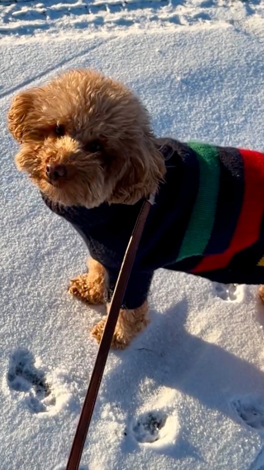 Almost April… and Reno’s out here living his BEST life like it’s mid-January ❄️🐾
Running through the snow, ears flopping, zero worries… and I swear this is what must be going through his head:
“Best. Day. Ever.”
Meanwhile, us prairie people just keep showing up—because that’s what we do. Built strong. Built resilient. Snow or no snow.
Homeowner tip as we (slowly 😅) head into spring:
Make sure to keep snow cleared away from your foundation and check those eavestroughs so everything flows properly when the melt finally comes. Trust me, future you will thank you.
Spring is coming… we just earn it a little more out here.
“Strength isn’t built in perfect conditions—it’s built in the storms we keep walking through.” ✨
#MiniGoldendoodle #DoodleDogs #DogsOfInstagram #PrairieLife SaskatchewanLiving
