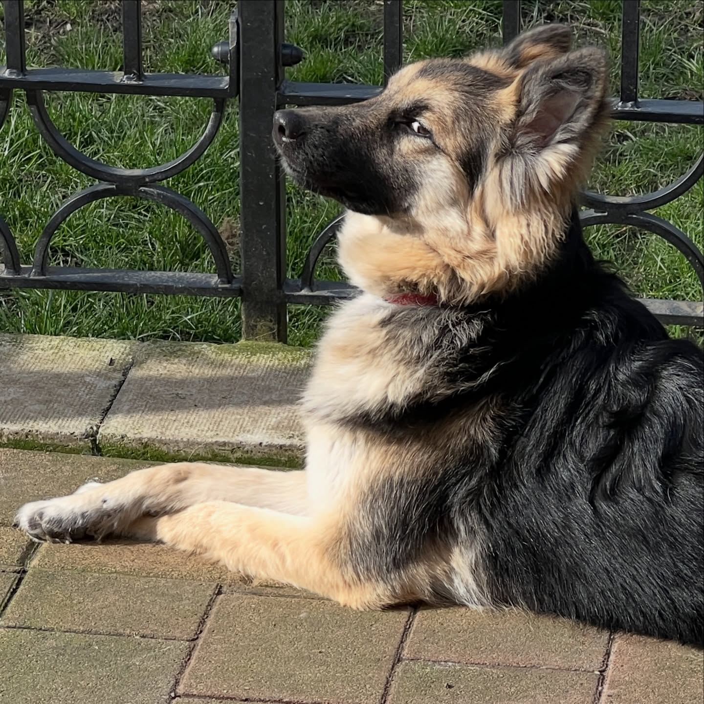 ‘Oh for goodness sake, just let me have 5 minutes peace in the sunshine’ … Blondi #swishsheps #shepherddog #shepherddogs #germanshepherd #breakfreefromthekc