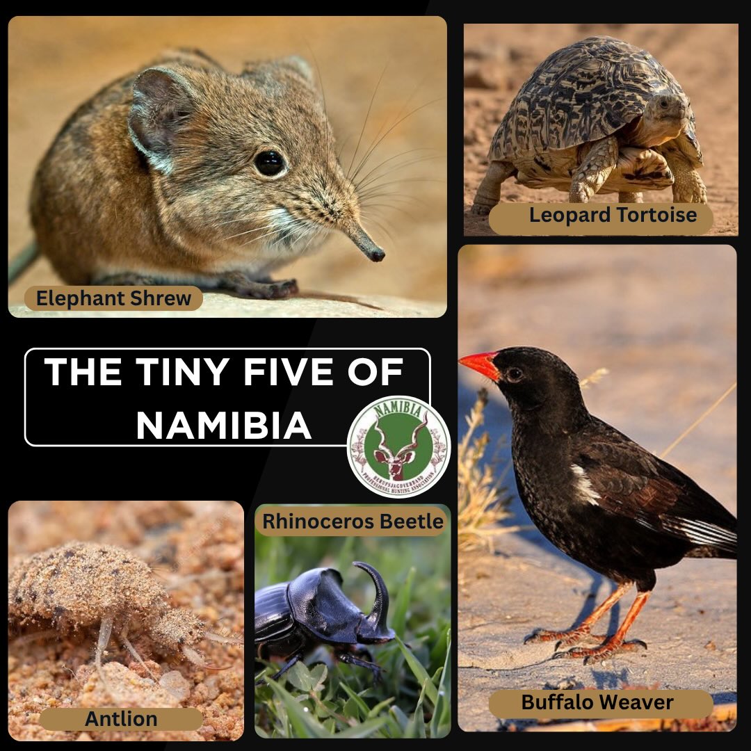 🇳🇦 You’ve heard of the Big Five… now meet Namibia’s Tiny Five!
From lightning-fast insect hunters to master trap builders, these small creatures play a big role in our ecosystems.
Which one is your favourite? 👇
#Namibia #WildlifeNamibia #TinyFive #NAPHA #Conservation AfricanWildlife DidYouKnow NatureLovers